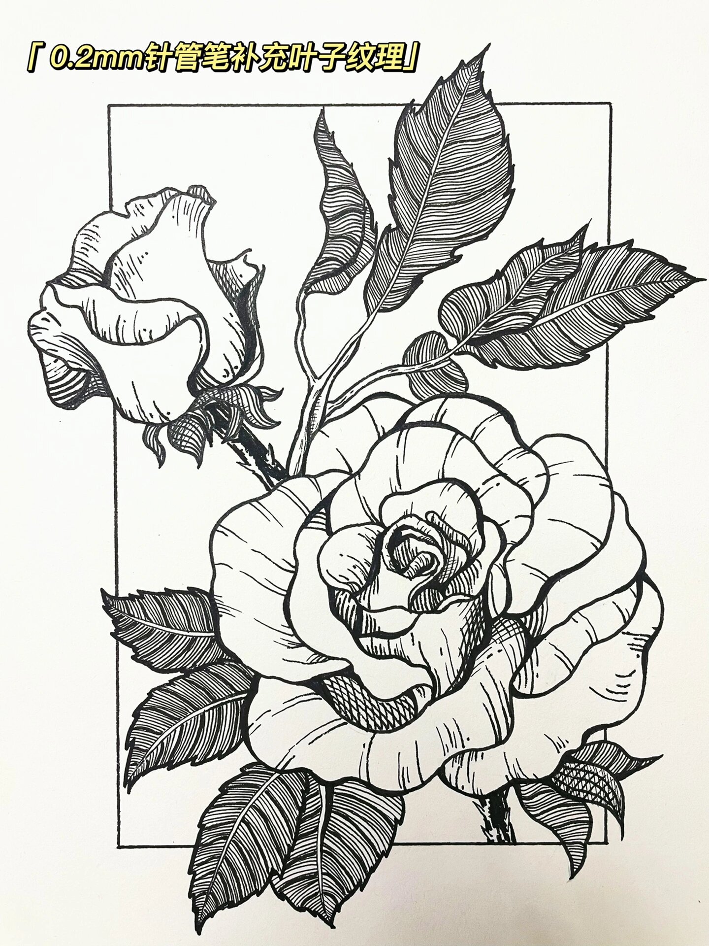 黑白插画/装饰画/玫瑰(附过程图)