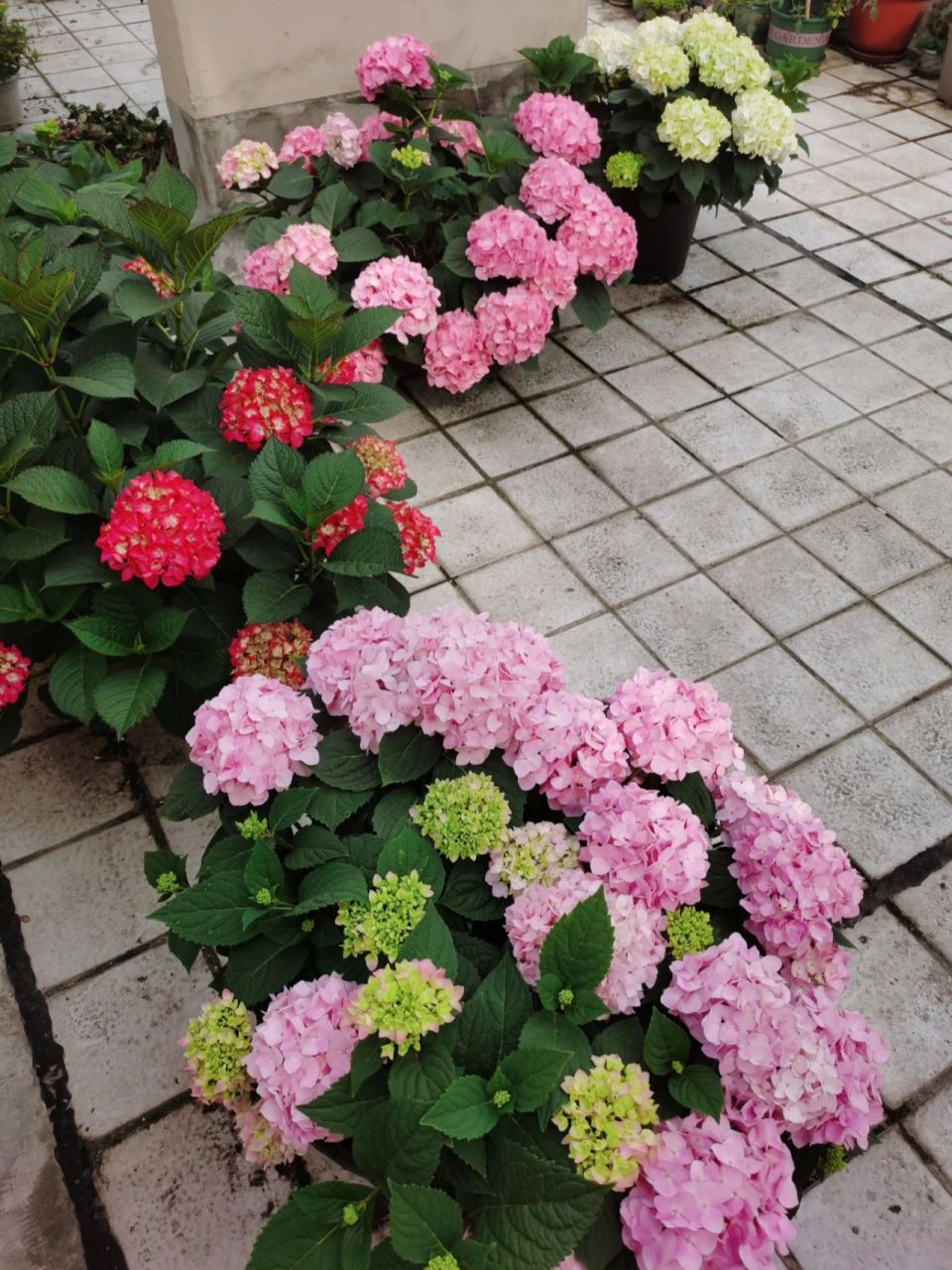 塞尔玛绣球 特别的绣球颜色,老枝开花的品种,21年6月在海妈家买的15cm