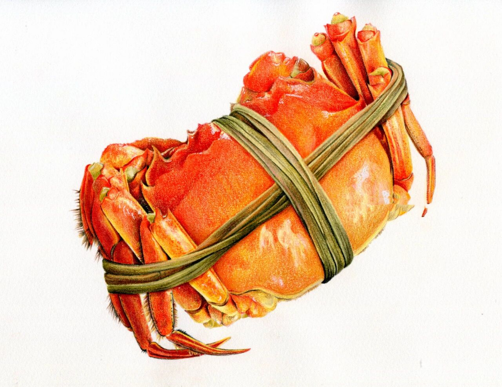 秋风起 蟹膏肥,彩铅画大螃蟹(含步骤图)