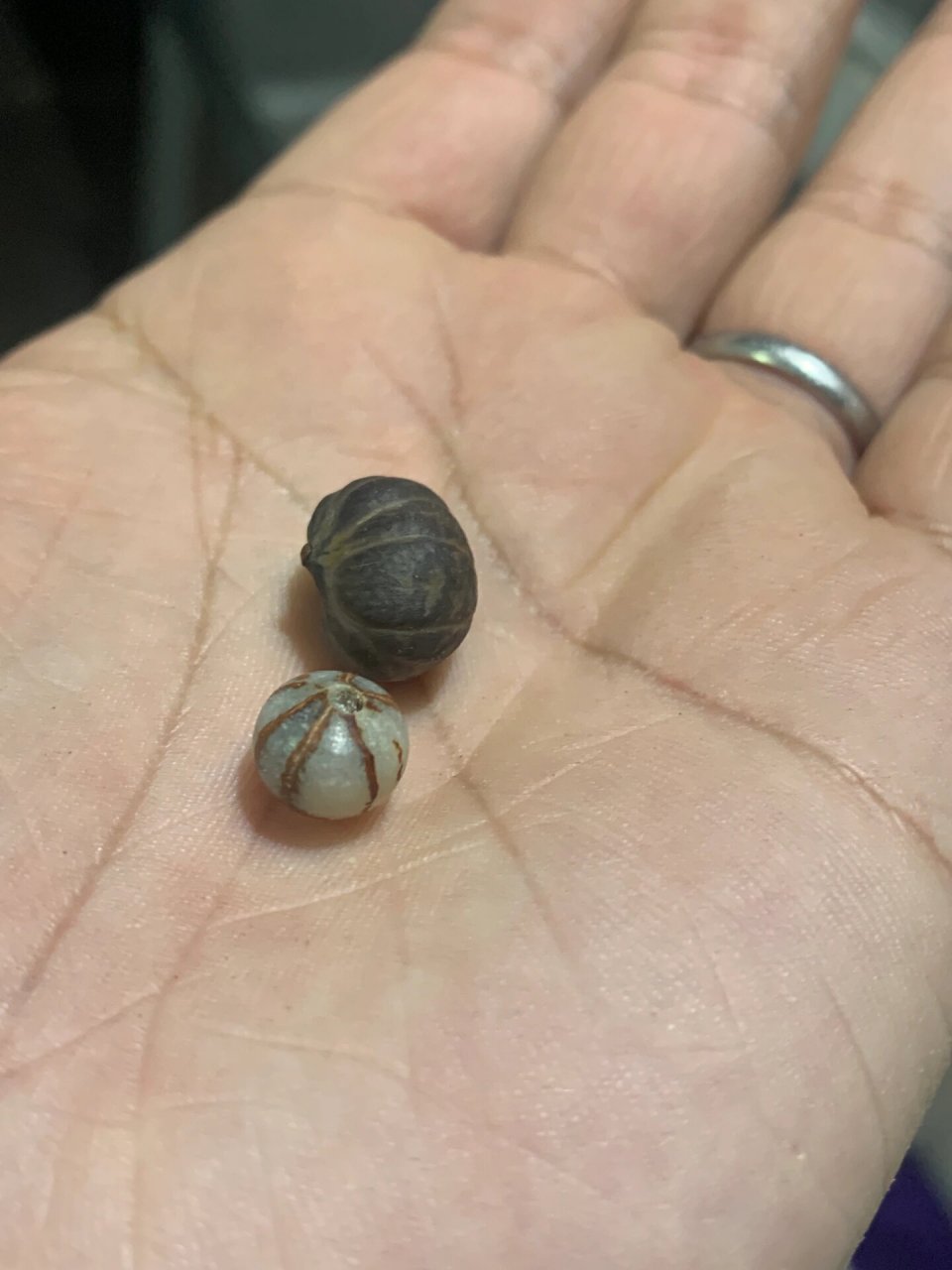 棕榈科鱼尾葵的种子,晚上回去磨来看看!