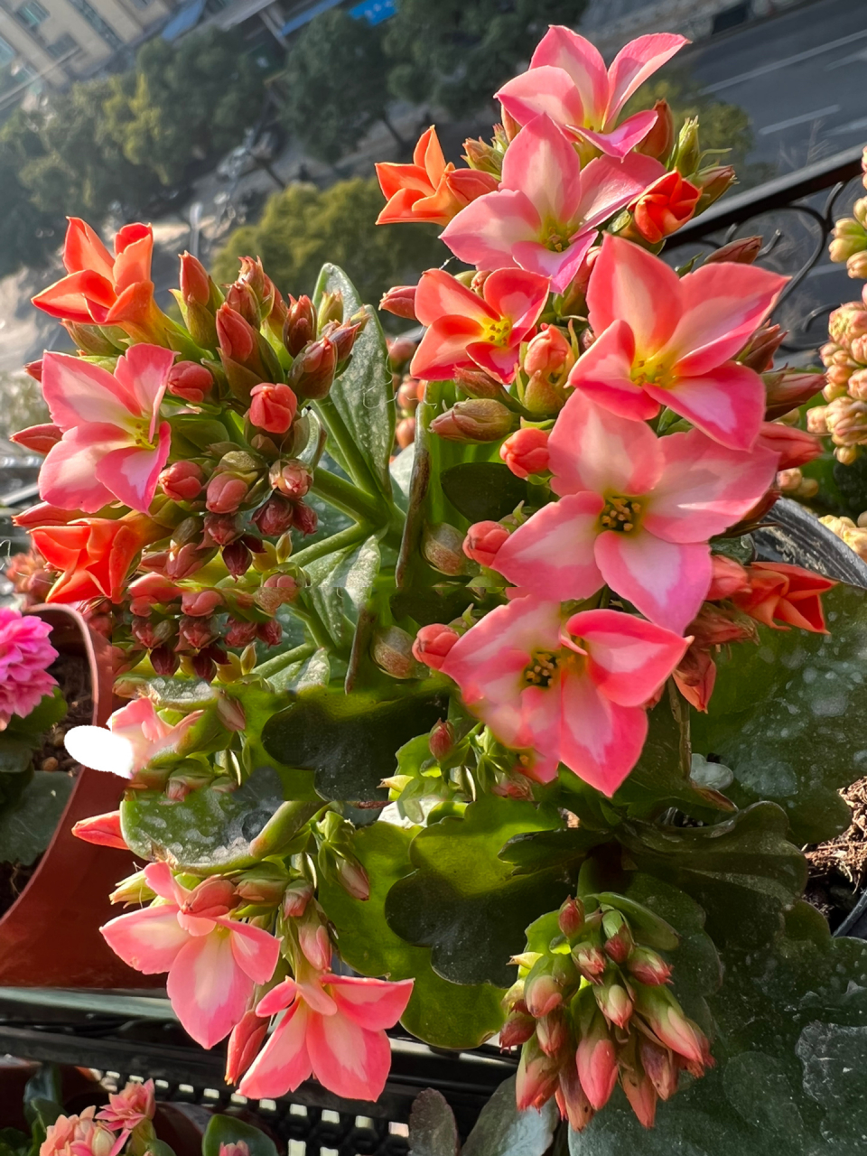 长寿花—美丽心情 初开有点粉嫩,由于最近太阳太好,被晒成了红色