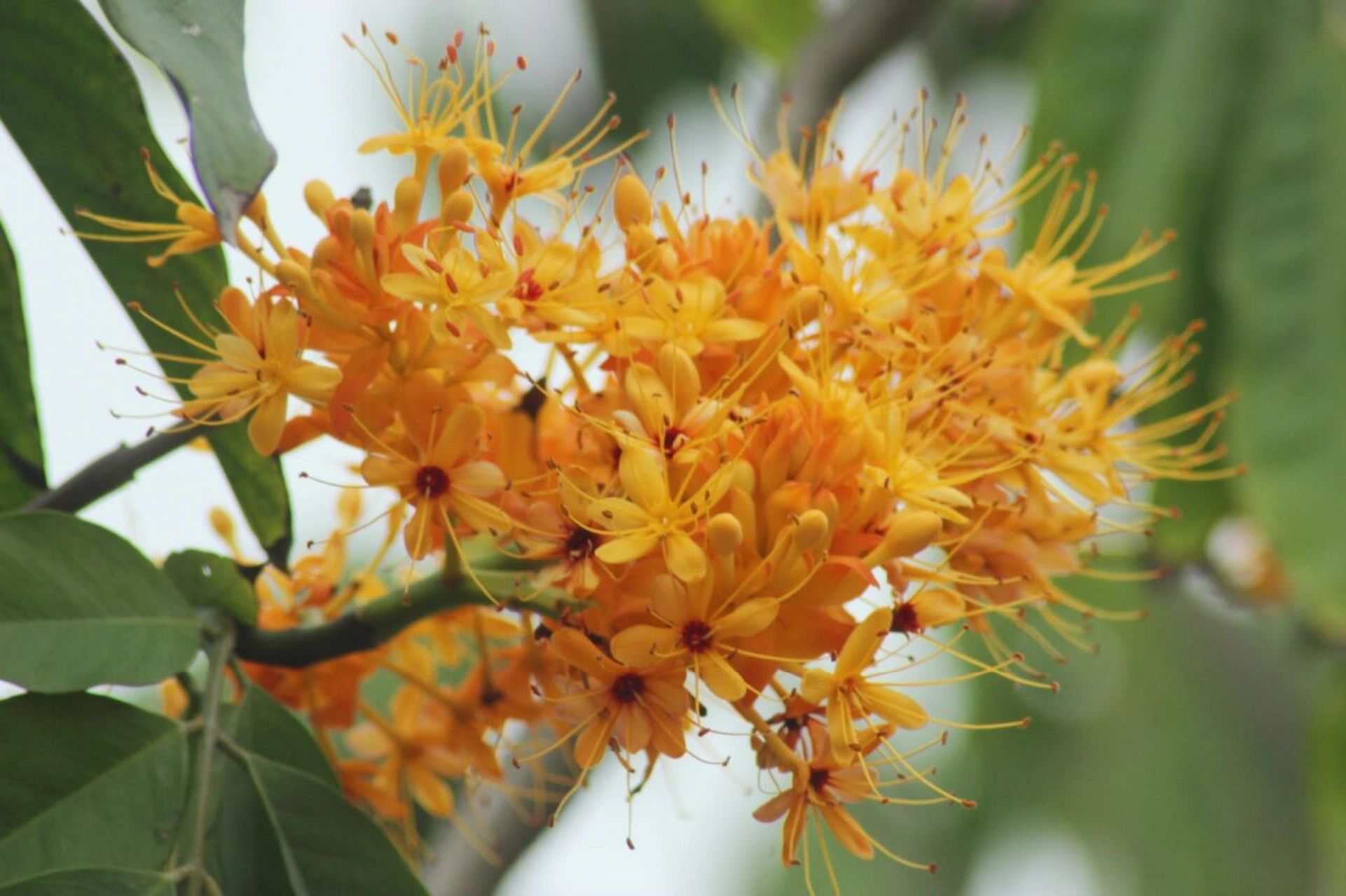 中国无忧花 中国无忧花(学名:saraca dives pierre):乔木,高5-20米;胸