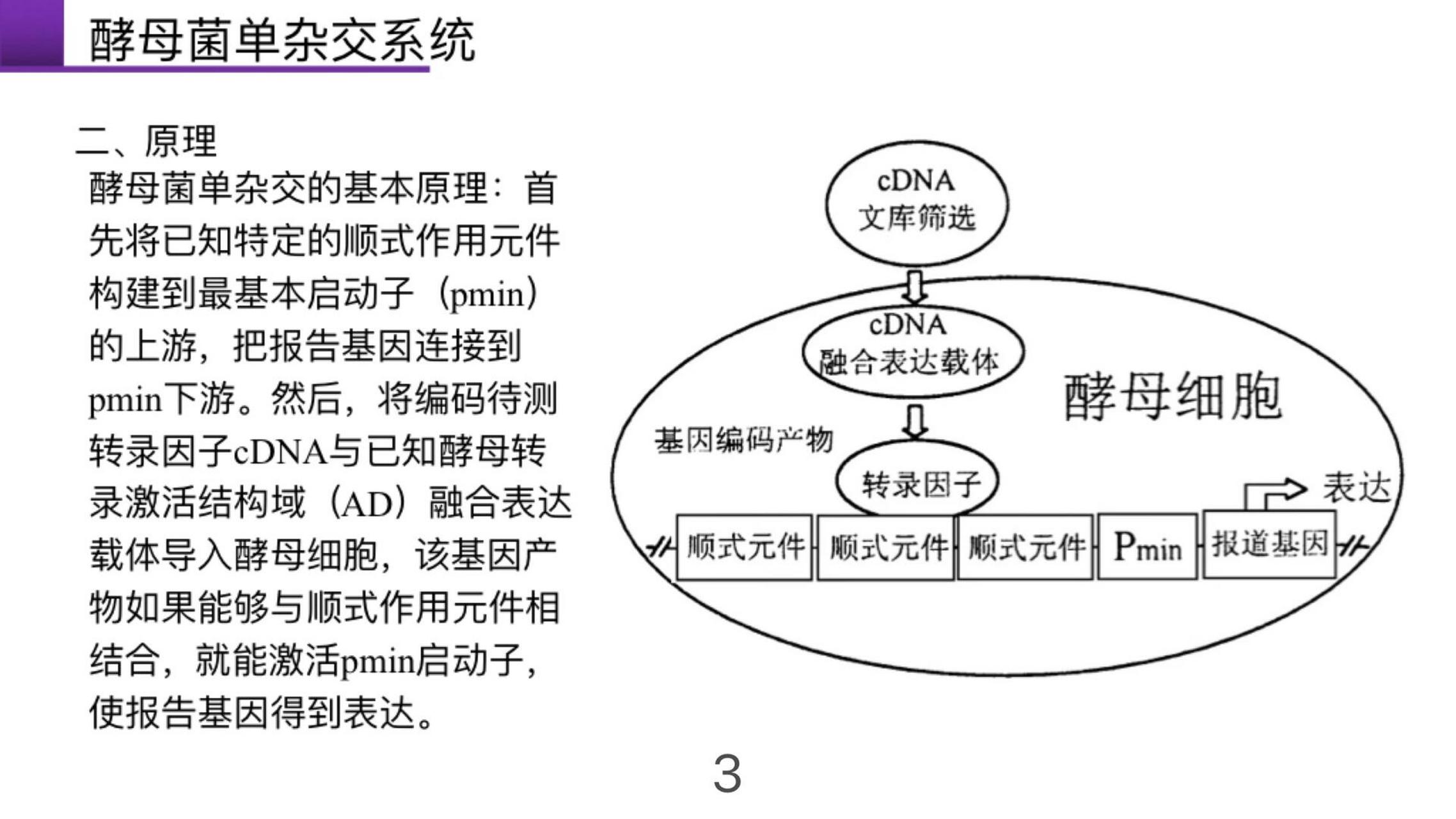 杂交的概念图片