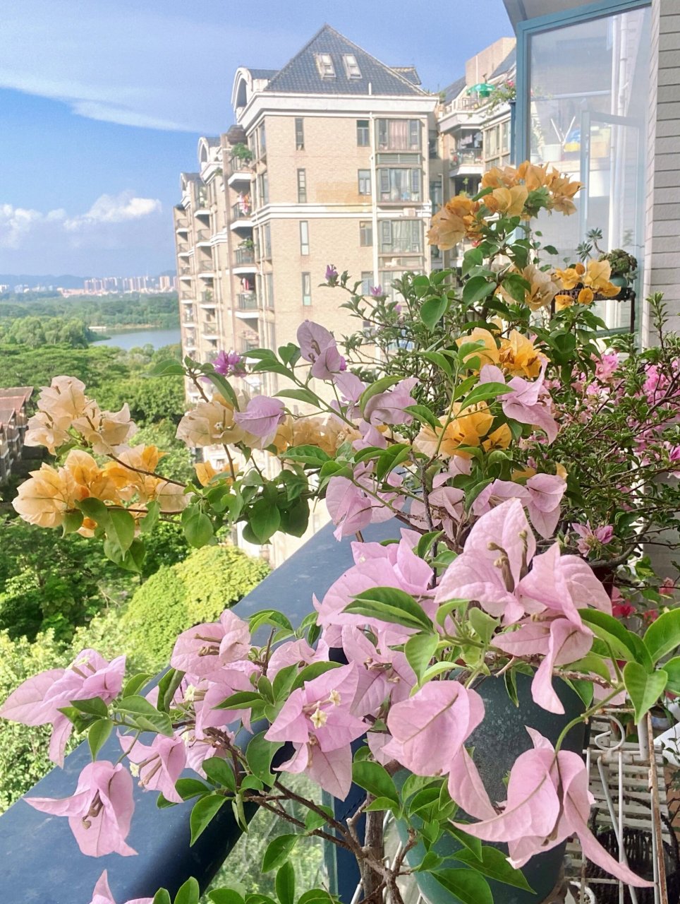 三角梅:新加坡大宫粉 这个大宫粉真是心头爱 大花,淡粉色,粉中带点点