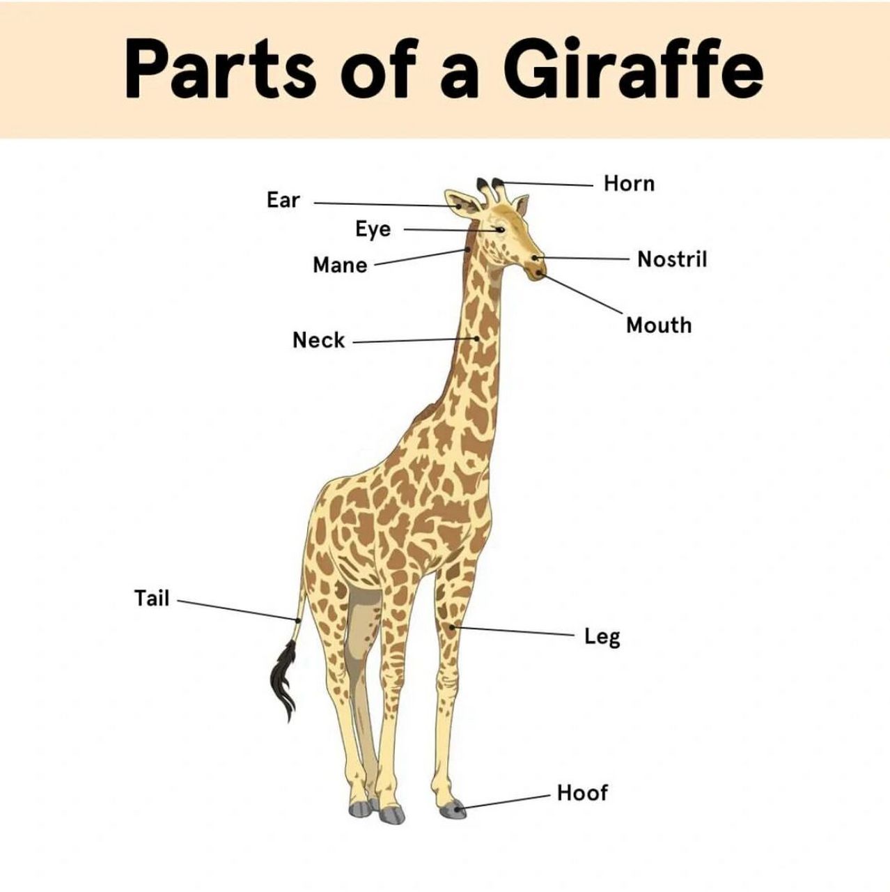 长颈鹿的英文怎么写图片