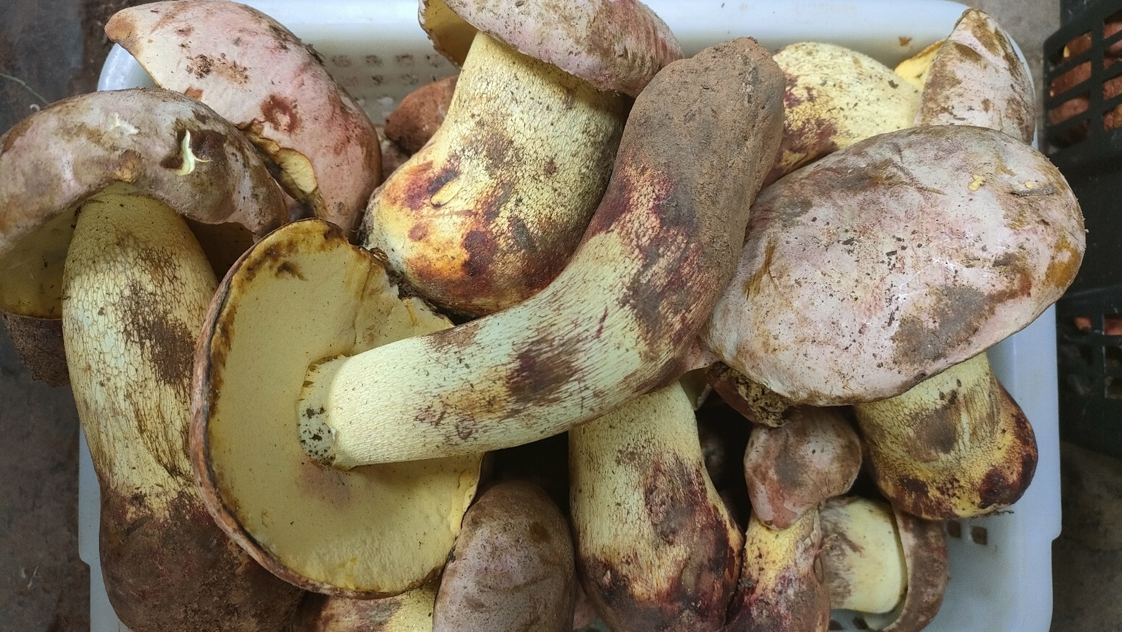 云南野生菌之白葱(桃红牛肝菌) 白葱牛肝菌是世界著名食用菌,日本皇家
