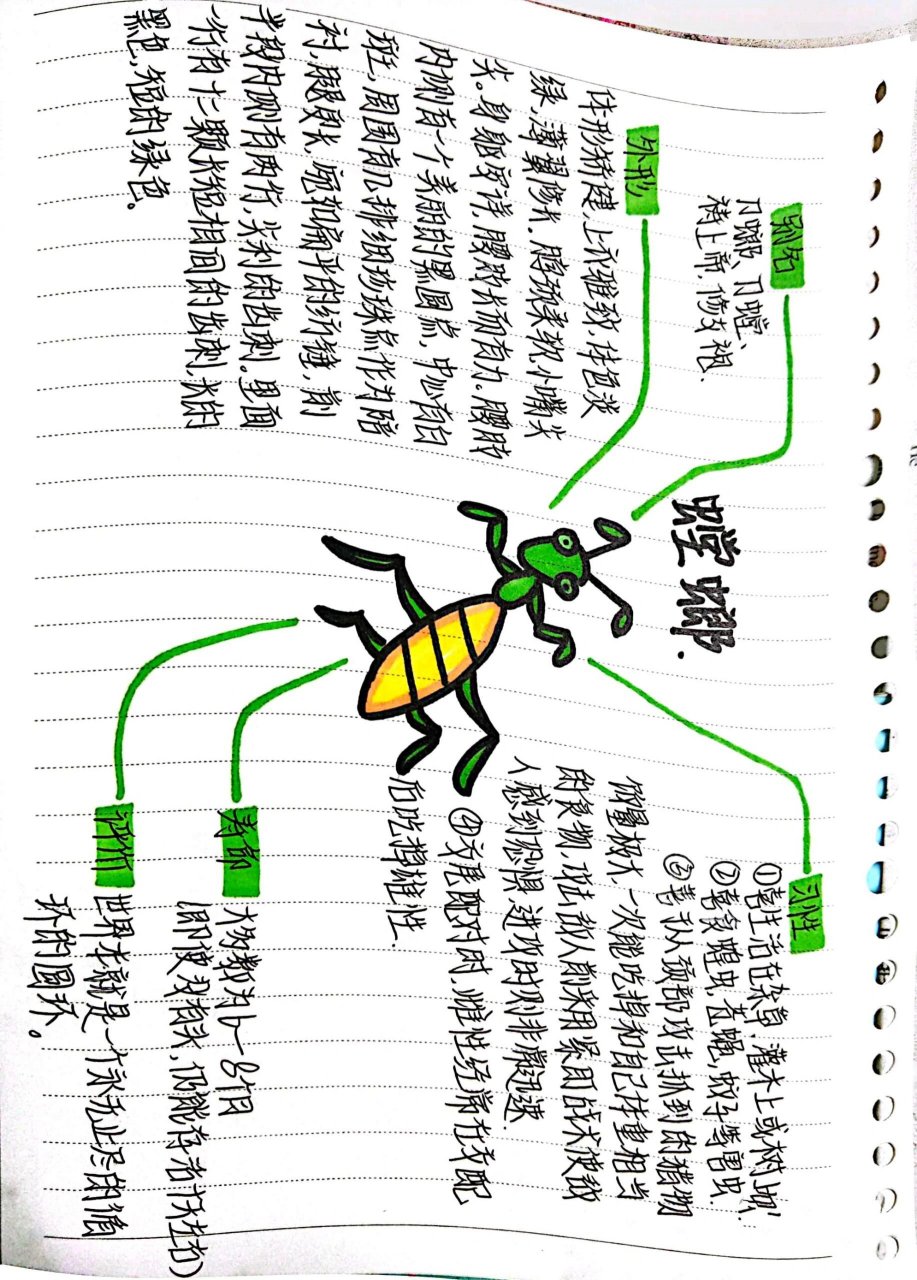 5个昆虫的思维导图图片