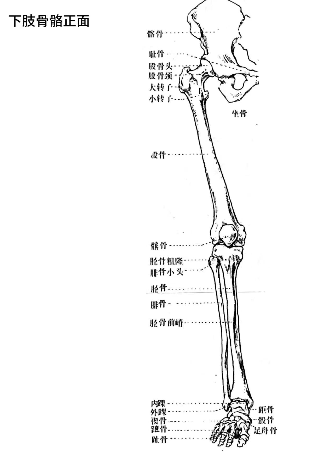 人体解剖下肢骨骼结构图