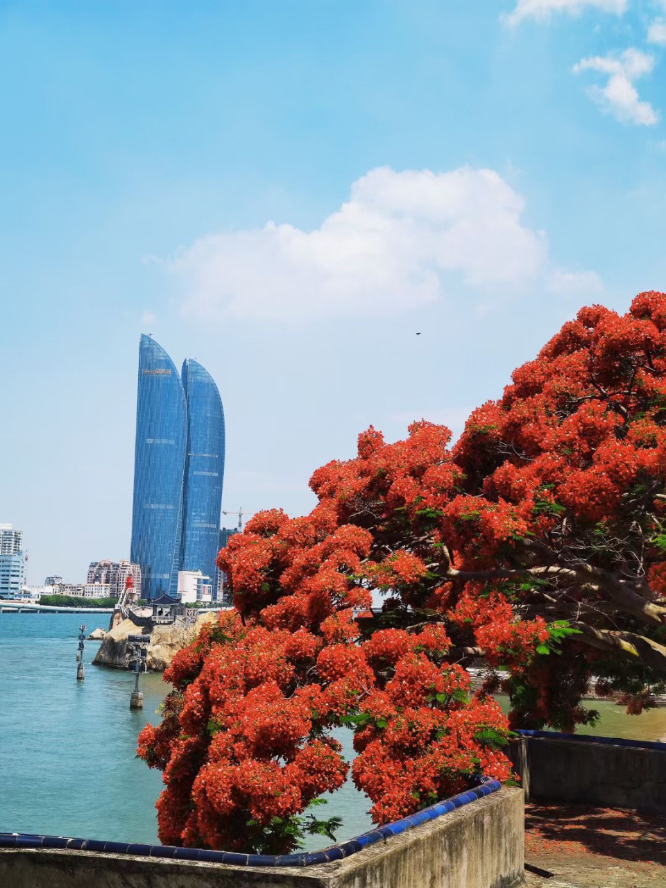 厦门街头巷尾的凤凰花花语和象征寓意 凤凰木取名于"叶如飞凰之羽,花