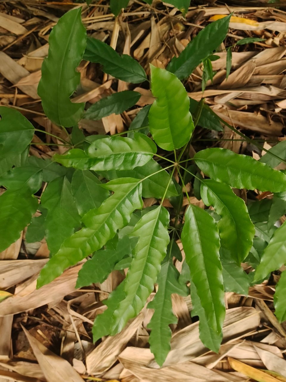 大叶鸭掌木图片