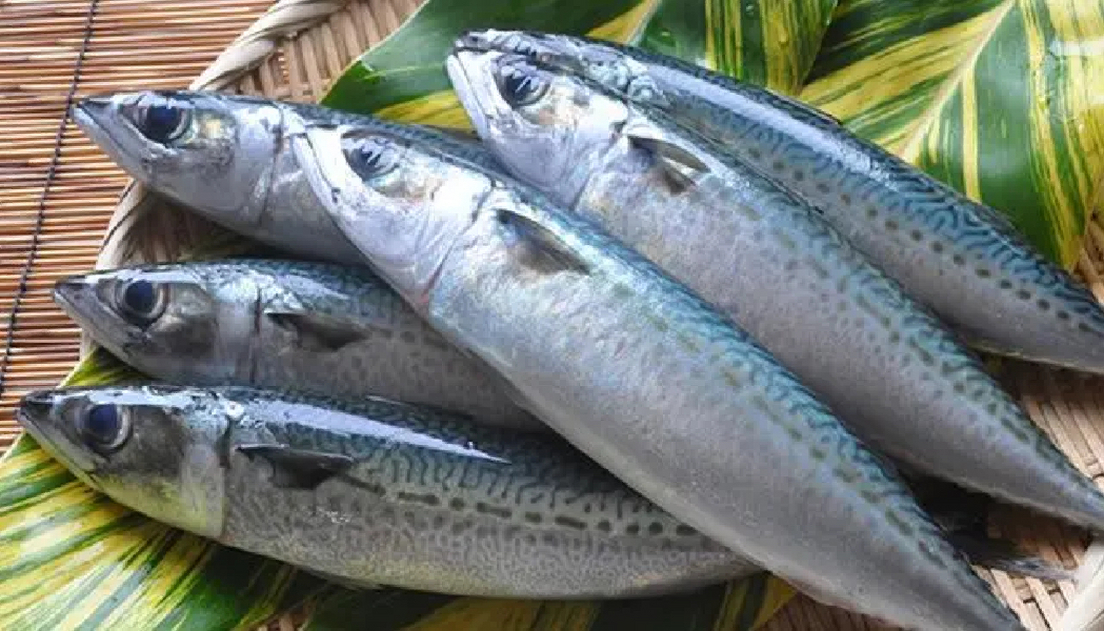 鲅鱼 鲐鲅 鲭鱼区别 首先仅代表我自己的观点. 图一是鲅鱼.