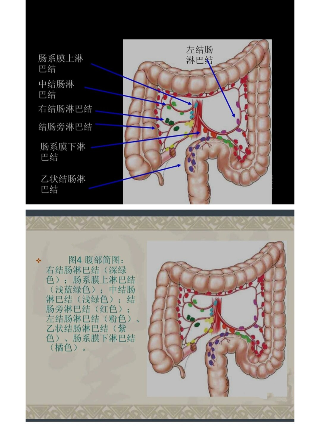 腹部淋巴结位置简图