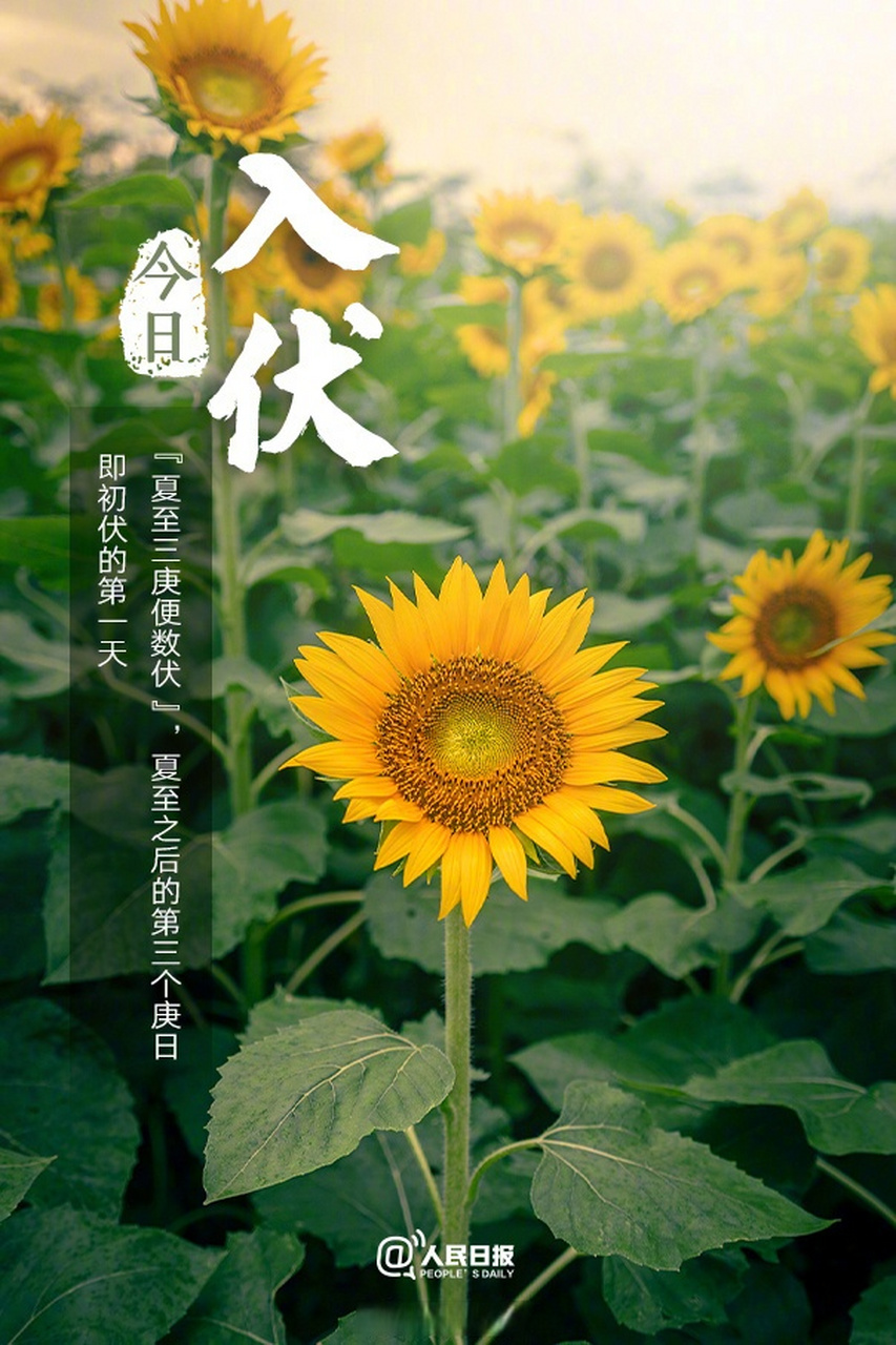 【#今天才入伏#】①今天起,三伏大幕正式开启;②三