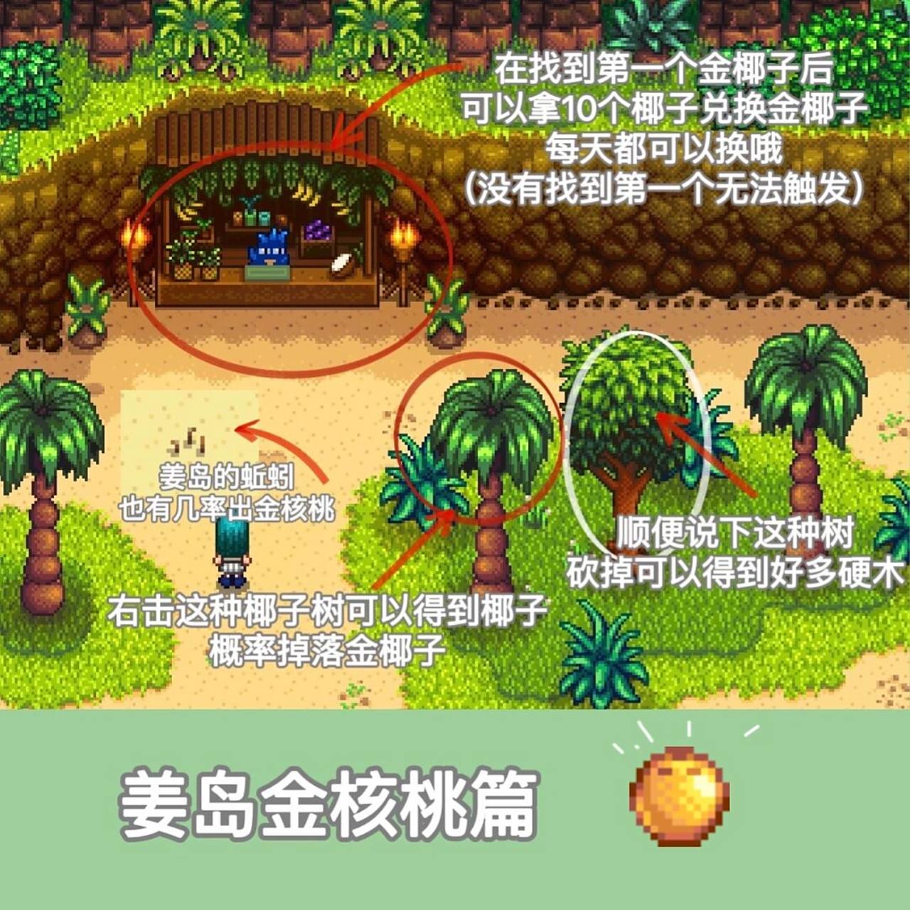 星露谷物语|金椰子攻略篇 今天来说一说金椰子～感觉问的人挺多的!