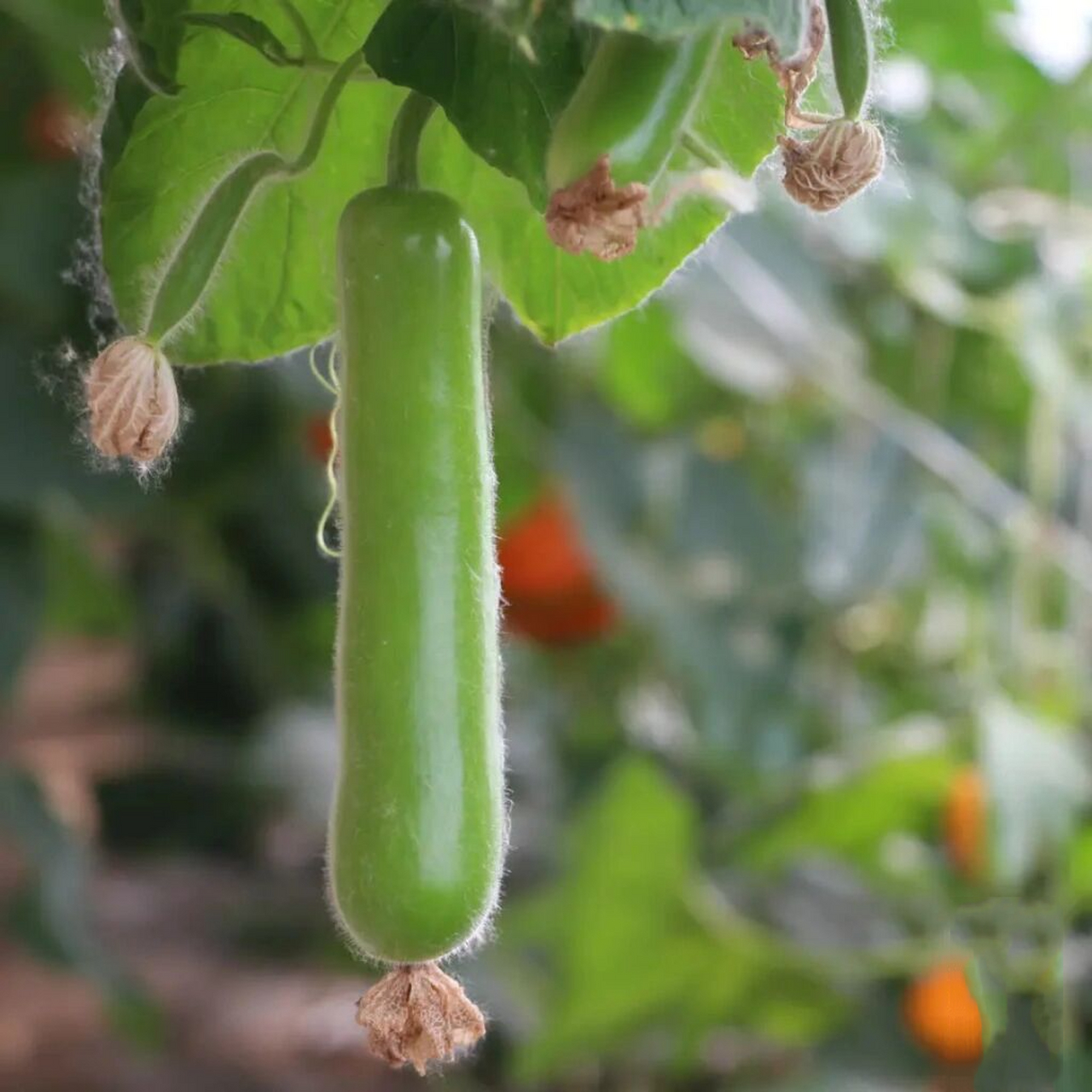 关于瓠子瓜,你不知道的那些事04 96瓠子瓜,是葫芦科,葫芦属植物