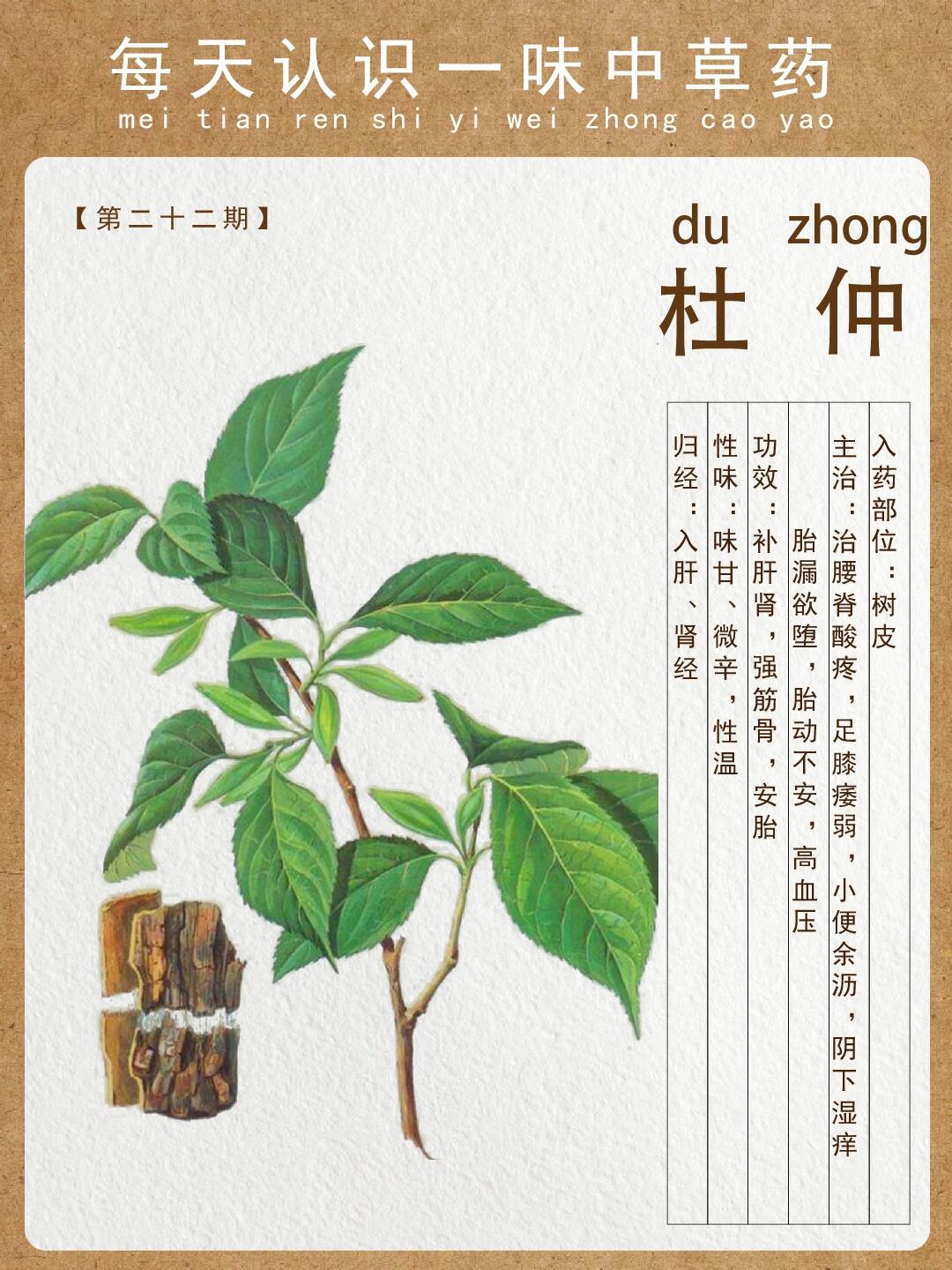 no.22这种植物你肯定不会认识【杜仲】