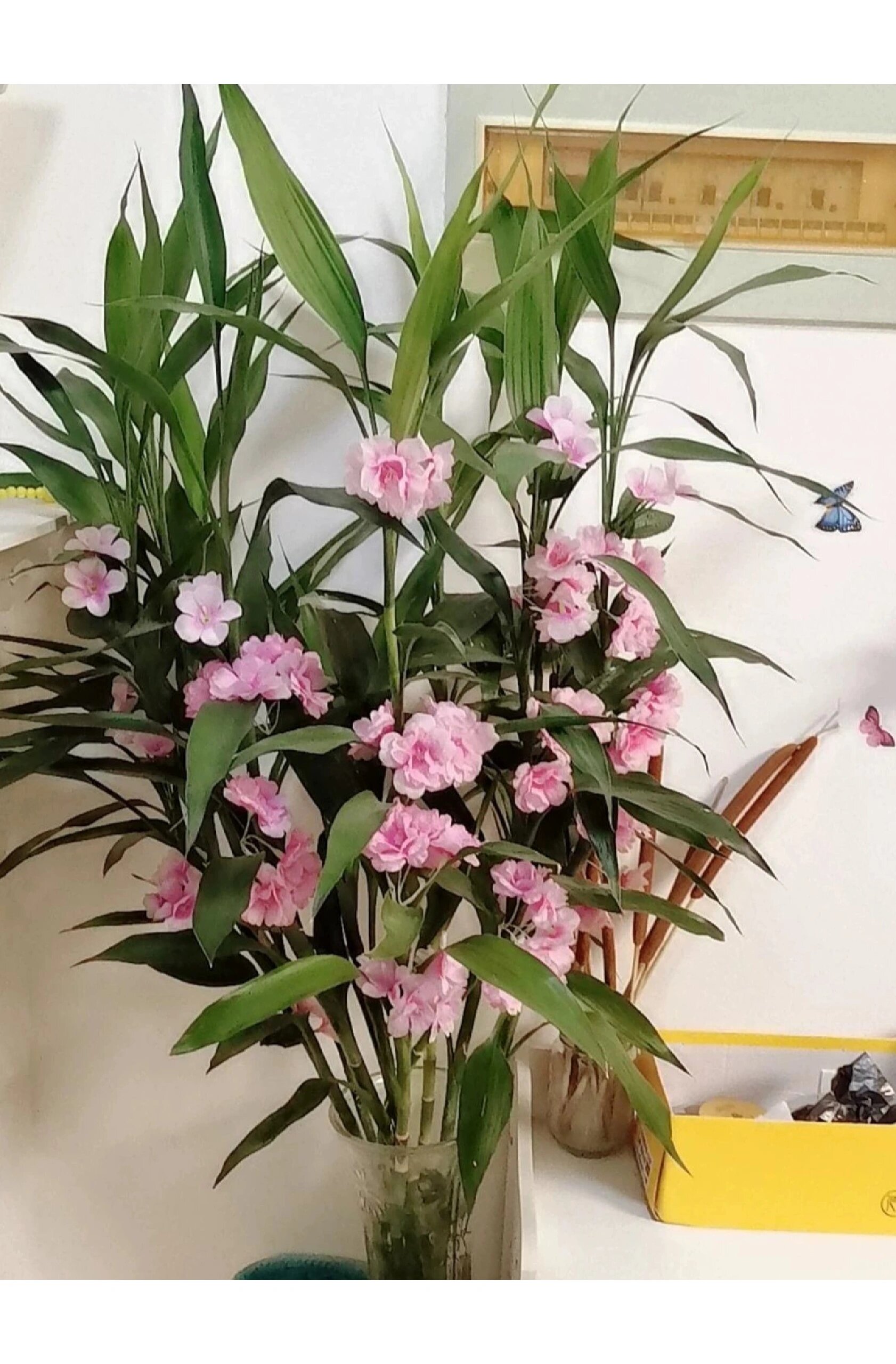 富贵竹总于养开花了