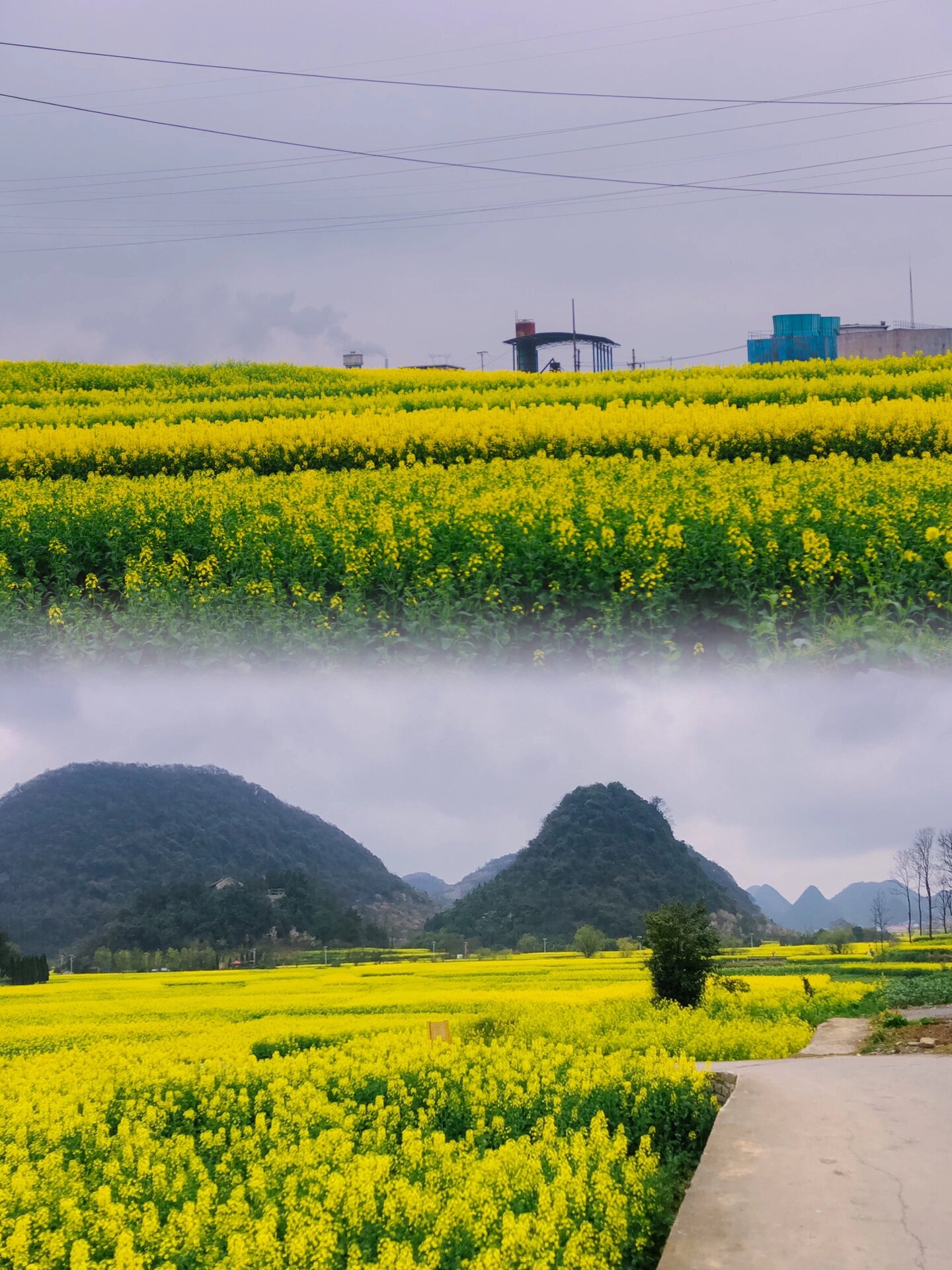 安顺鲍家屯油菜花图片