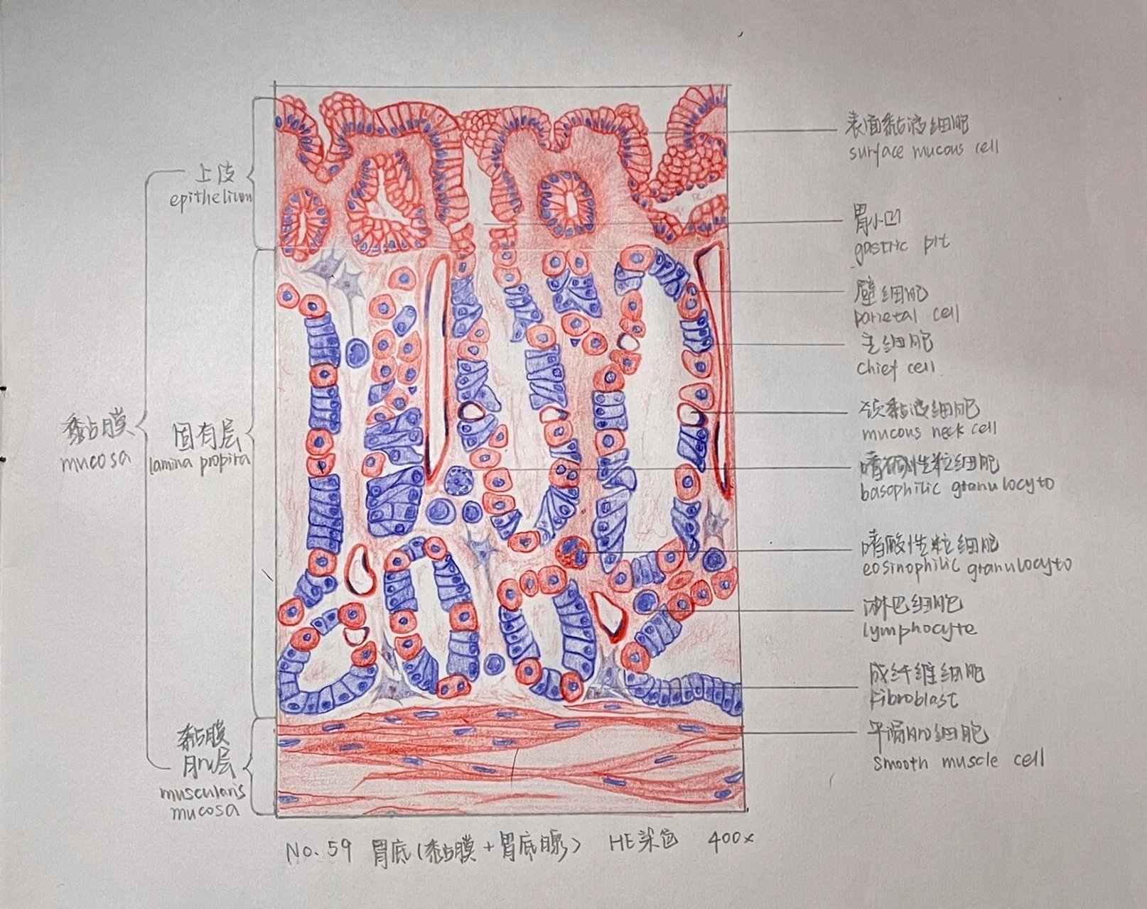 胃的形态结构图手绘图片