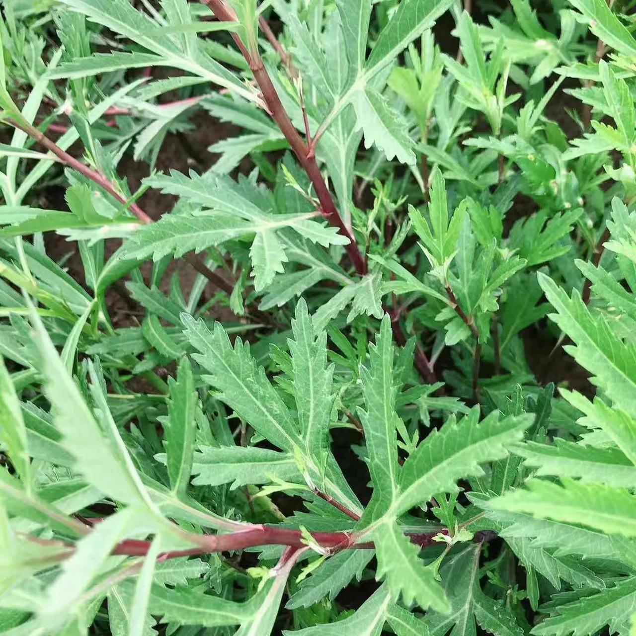 南京人吃芦蒿为啥只吃杆子不吃叶?