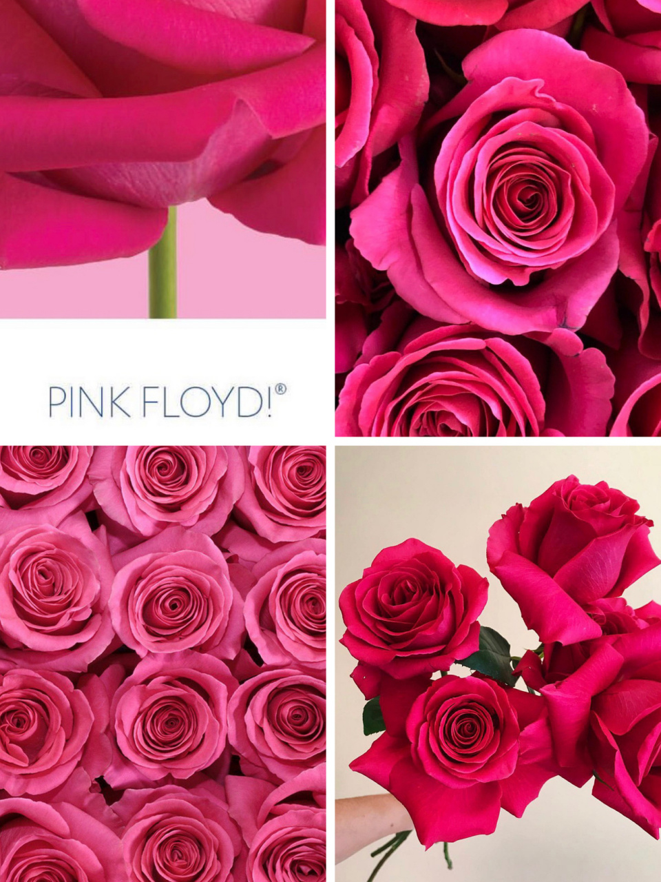 种草兰蔻"御用玫瑰"pink floyd弗洛伊德 兰蔻广告的玫瑰真好看,于是