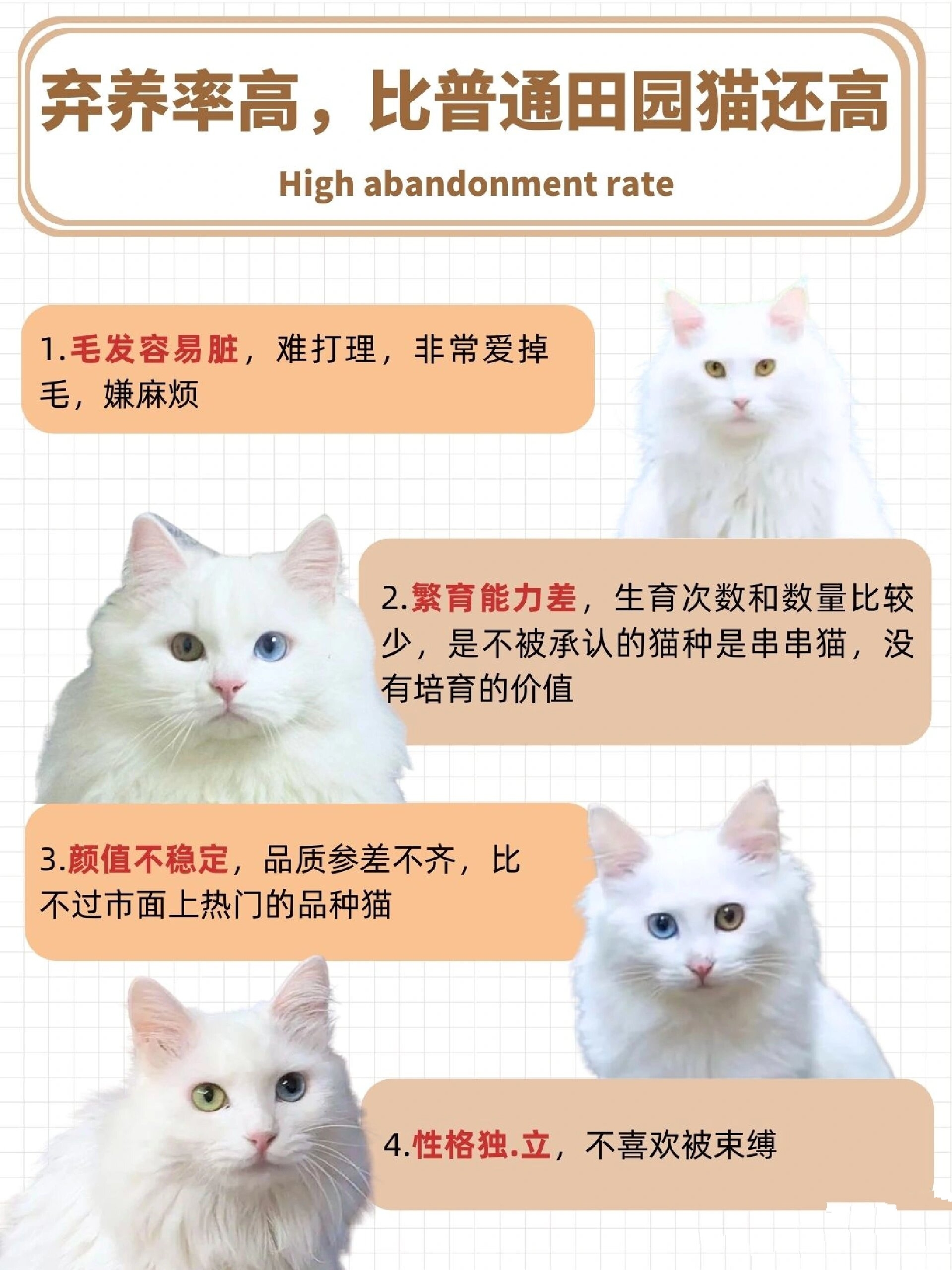 山东狮子猫,中华本土猫中的颜值科代表!