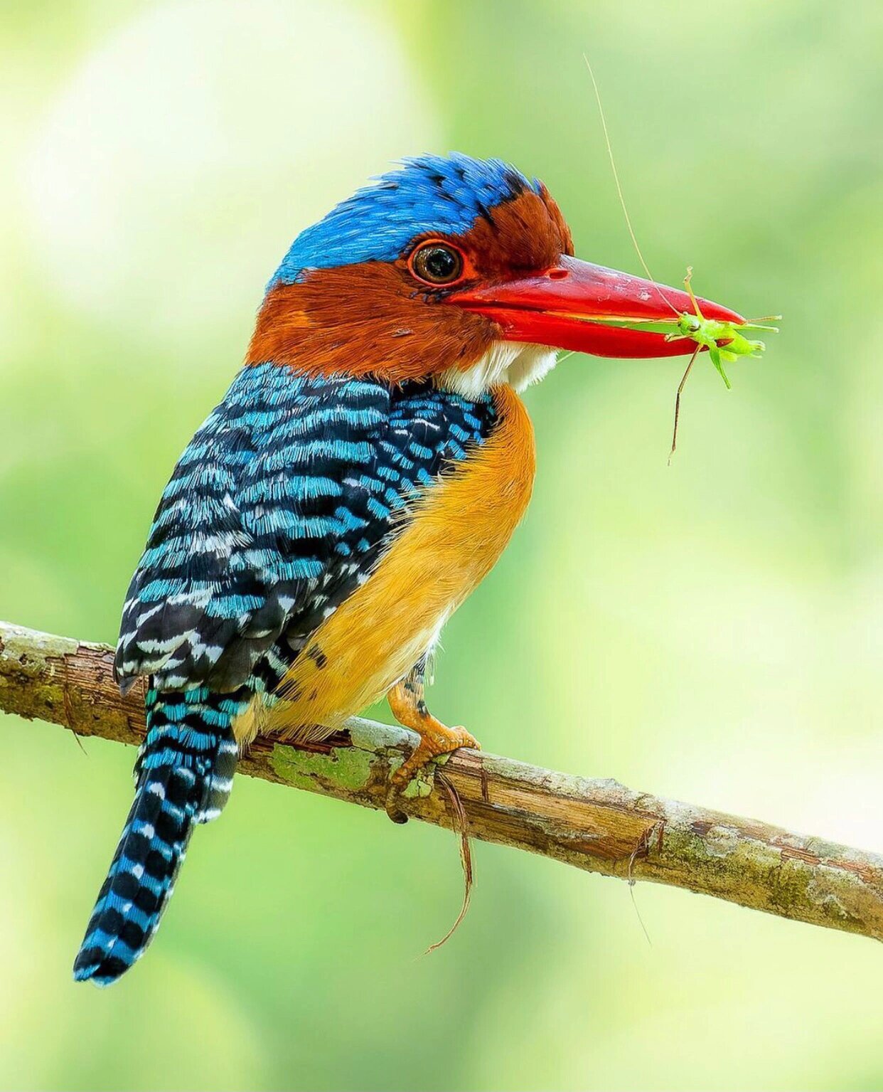 终于等到你-不需要池塘的横斑翠鸟 banded kingfisher 横斑翠鸟 是
