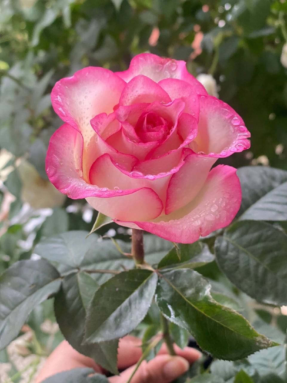 艾莎月季优缺点 月季优缺点 1.