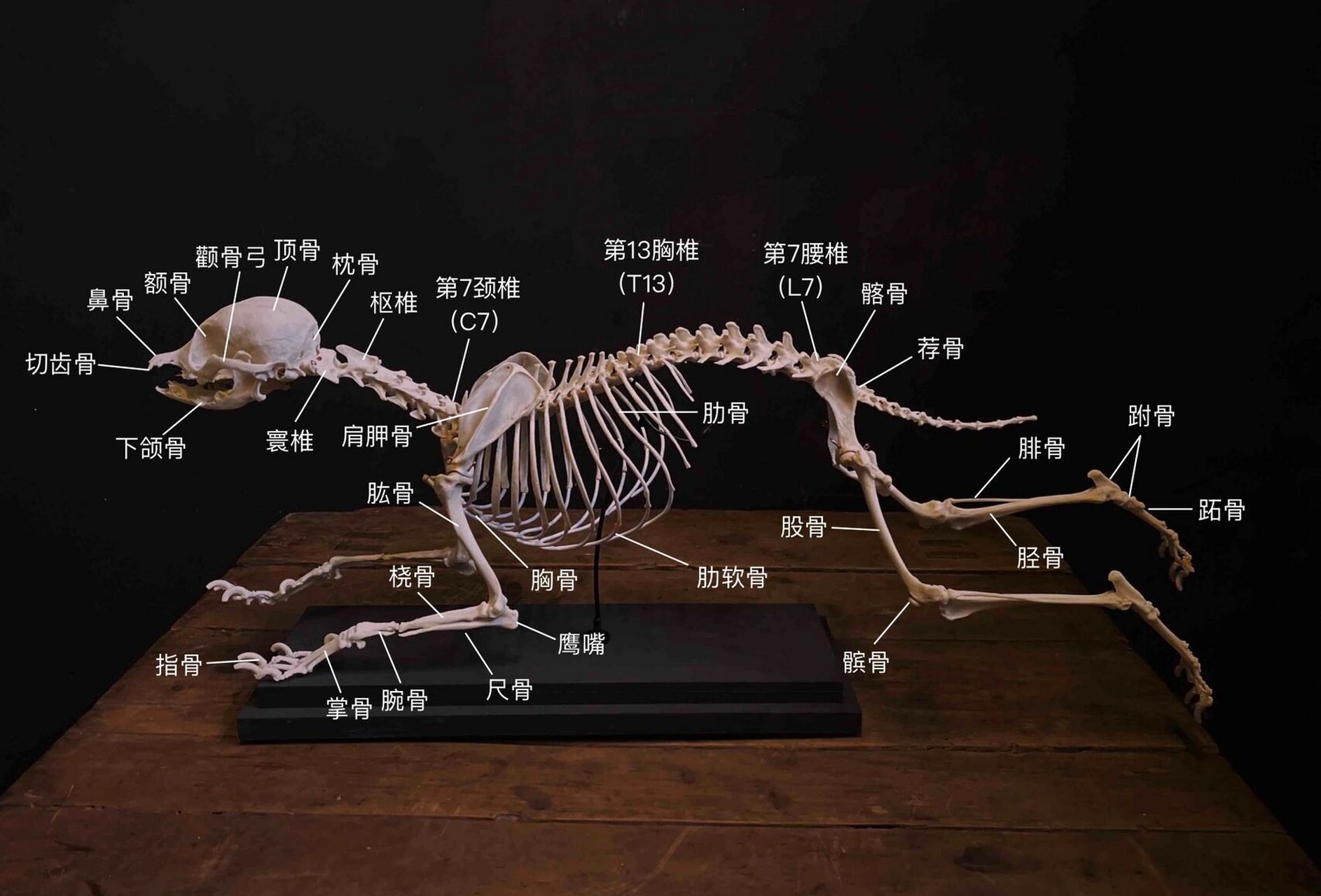 🐶狗狗解剖结构 🐶的骨骼可分为中轴骨骼和四肢骨骼两部分 🦴