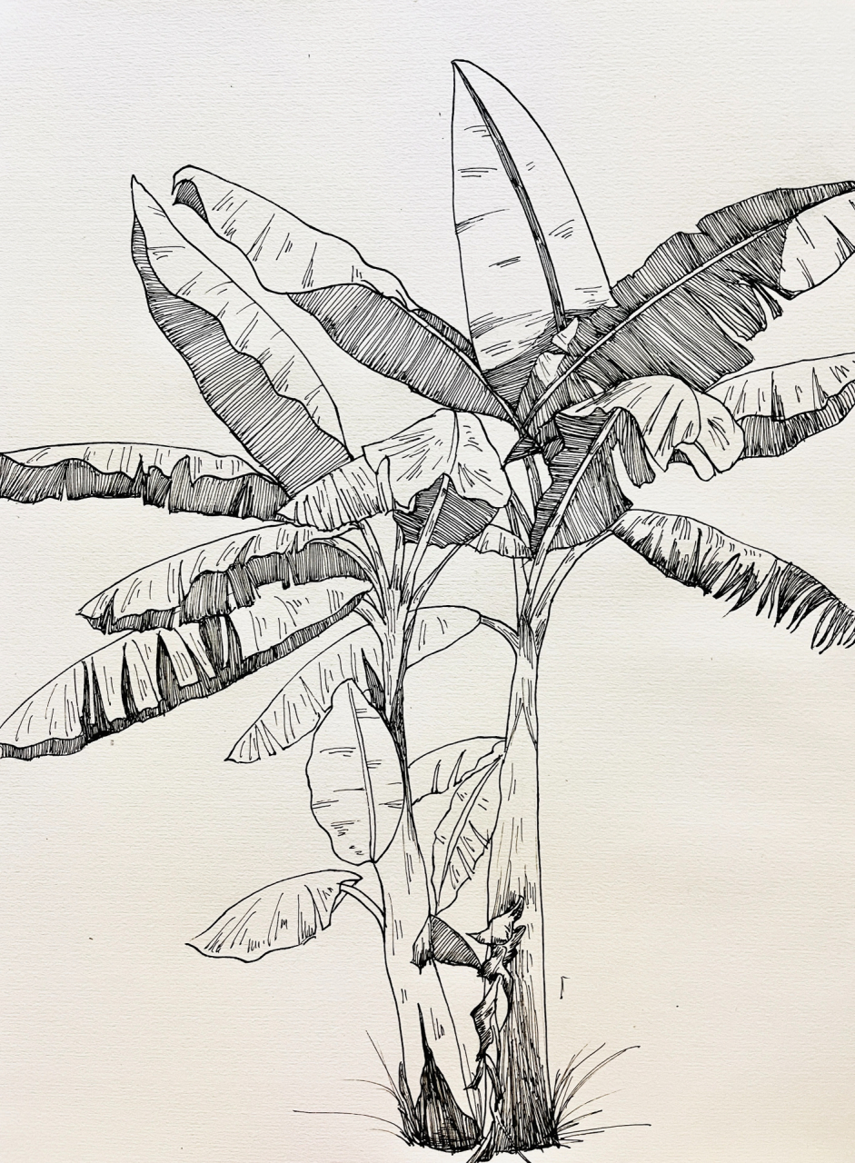 谁还不会画芭蕉树!