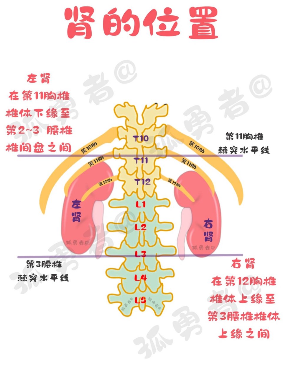 左肾位置图图片