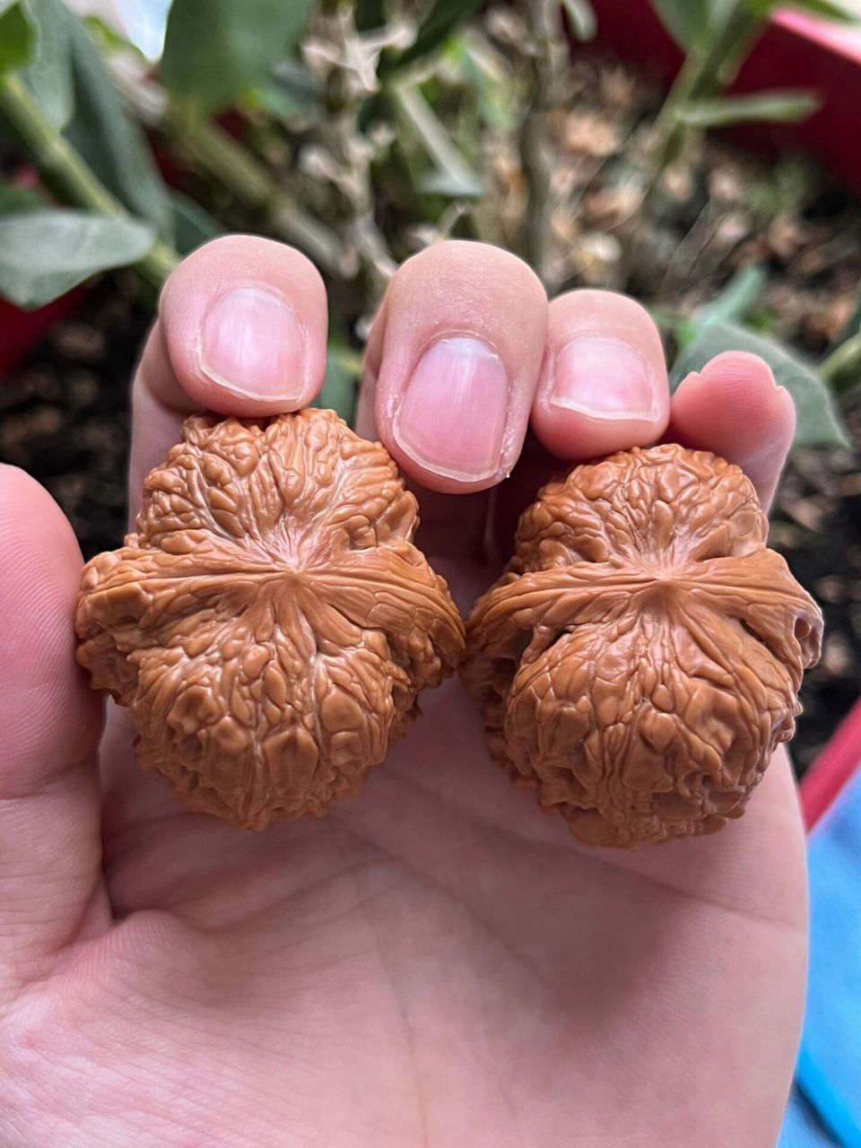 门墩核桃 门墩核桃,传言史料记载,门墩狮子头是乾隆爷最爱品种,故宫中