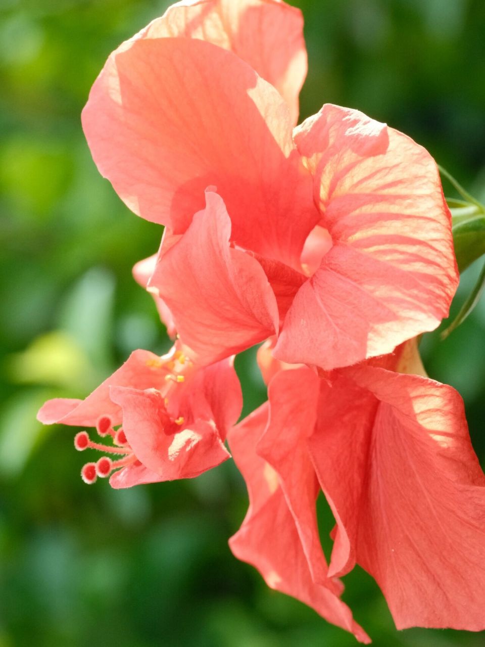 富士xt4直出原图/扶桑花 91:xt4 70-300镜头#花# #画画素材# #画画