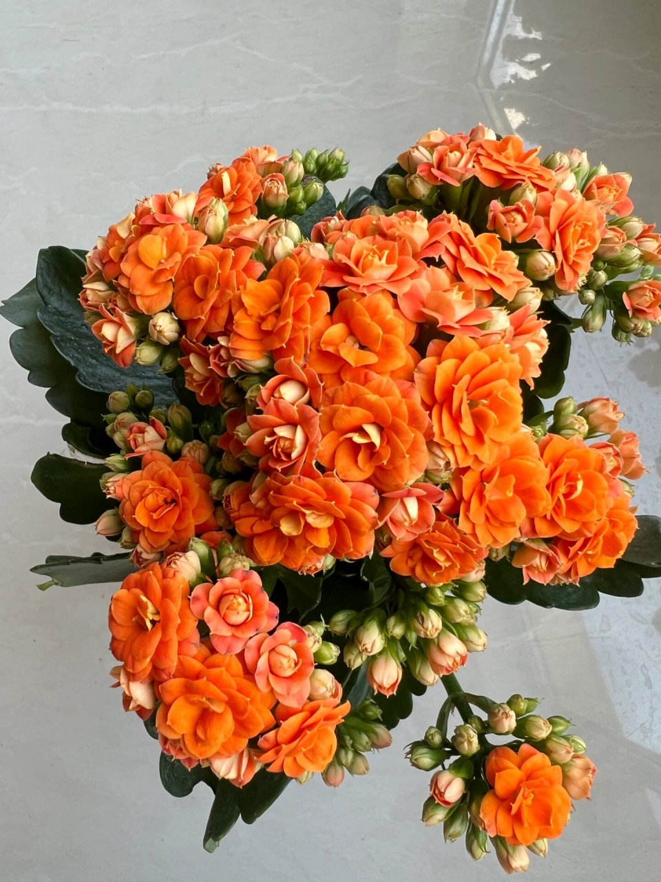 艾格尼斯——喜爱橙色系的长寿花党看过来~ 长寿花橙色重瓣漂亮极了