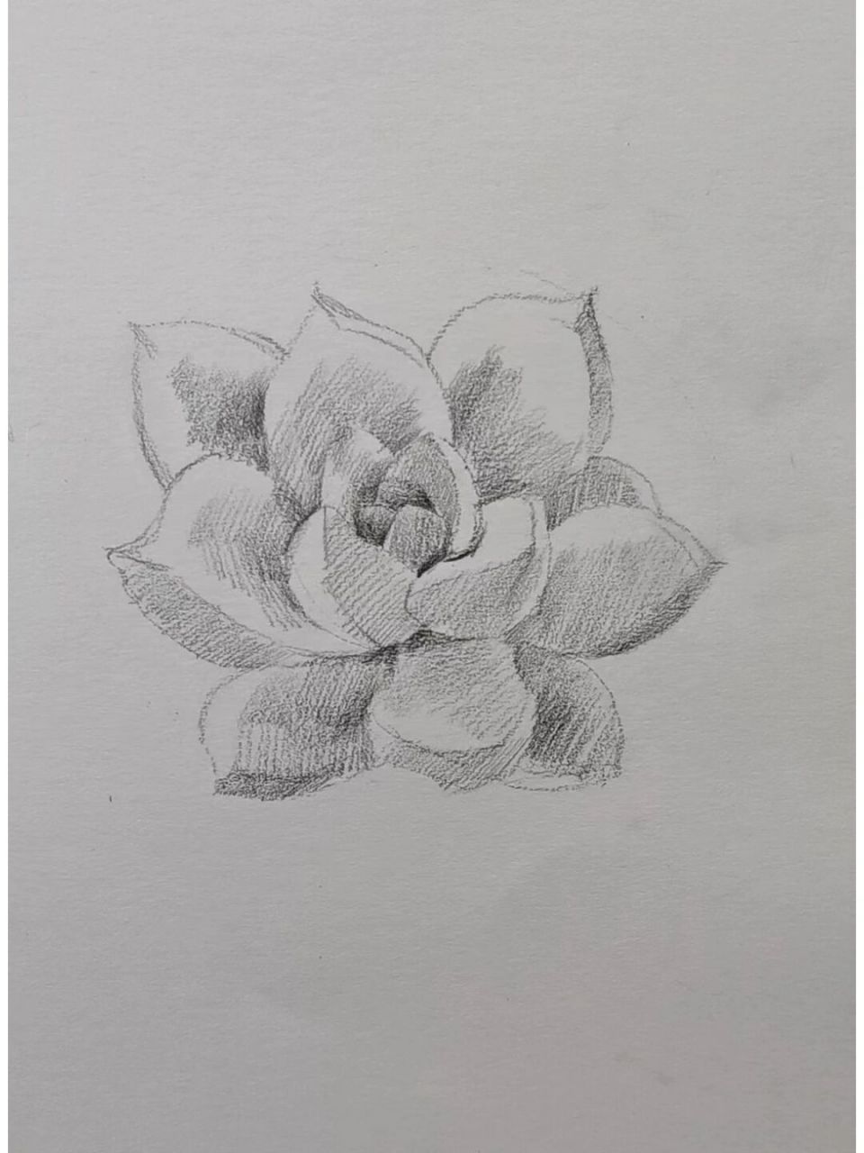 多肉植物绘画步骤分享