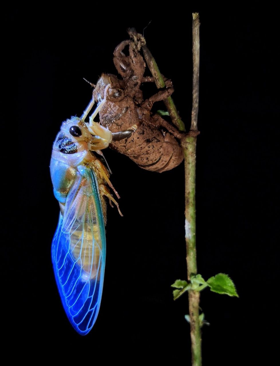 绘画素材蝉 绘画素材蝉