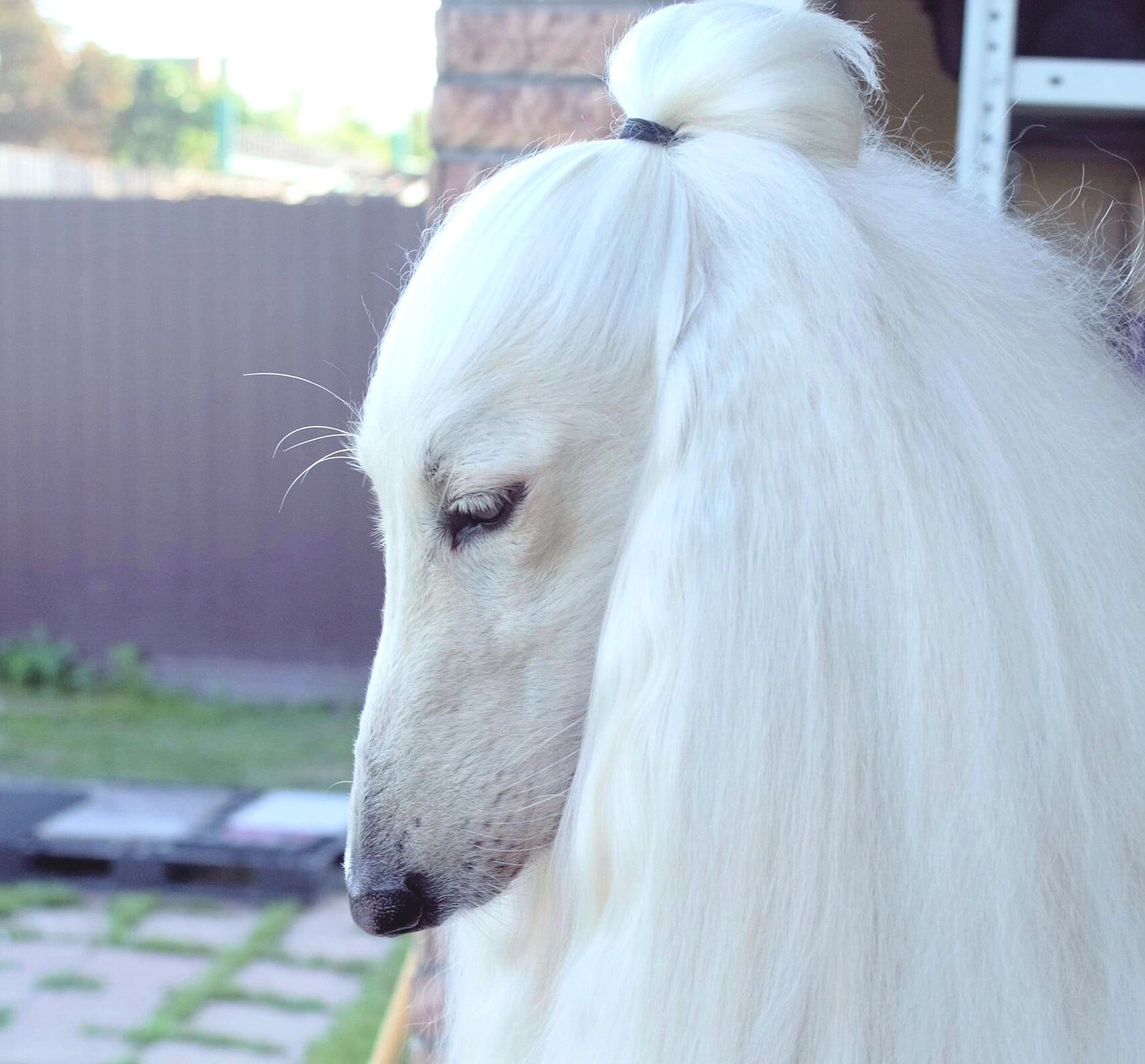 优雅的白色阿富汗猎犬