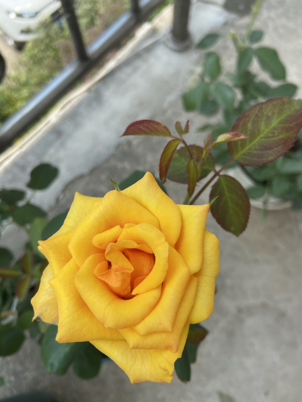 月季辉煌 周一的早晨