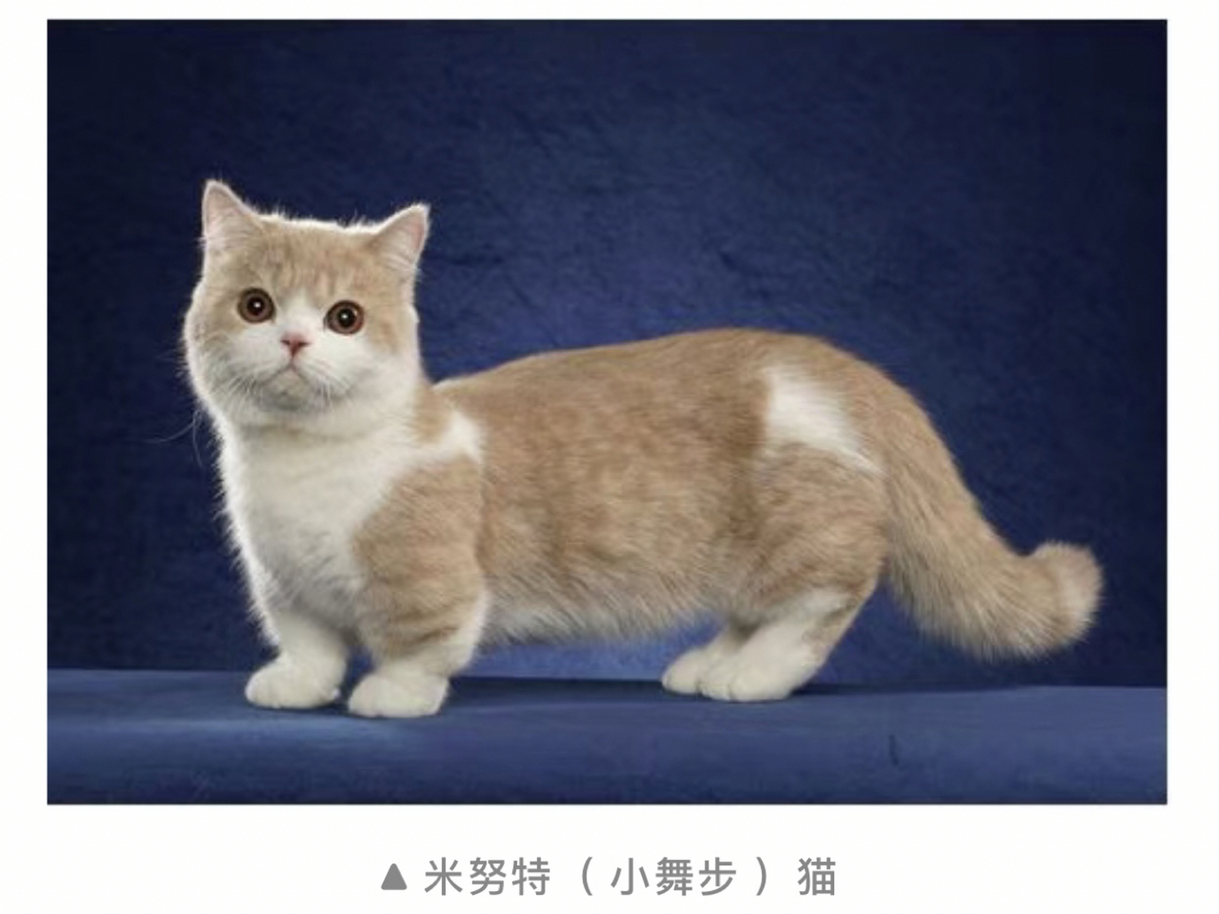 不是所有矮脚猫都叫曼基康 曼基康猫(英文名:munchkin cats),英文直译