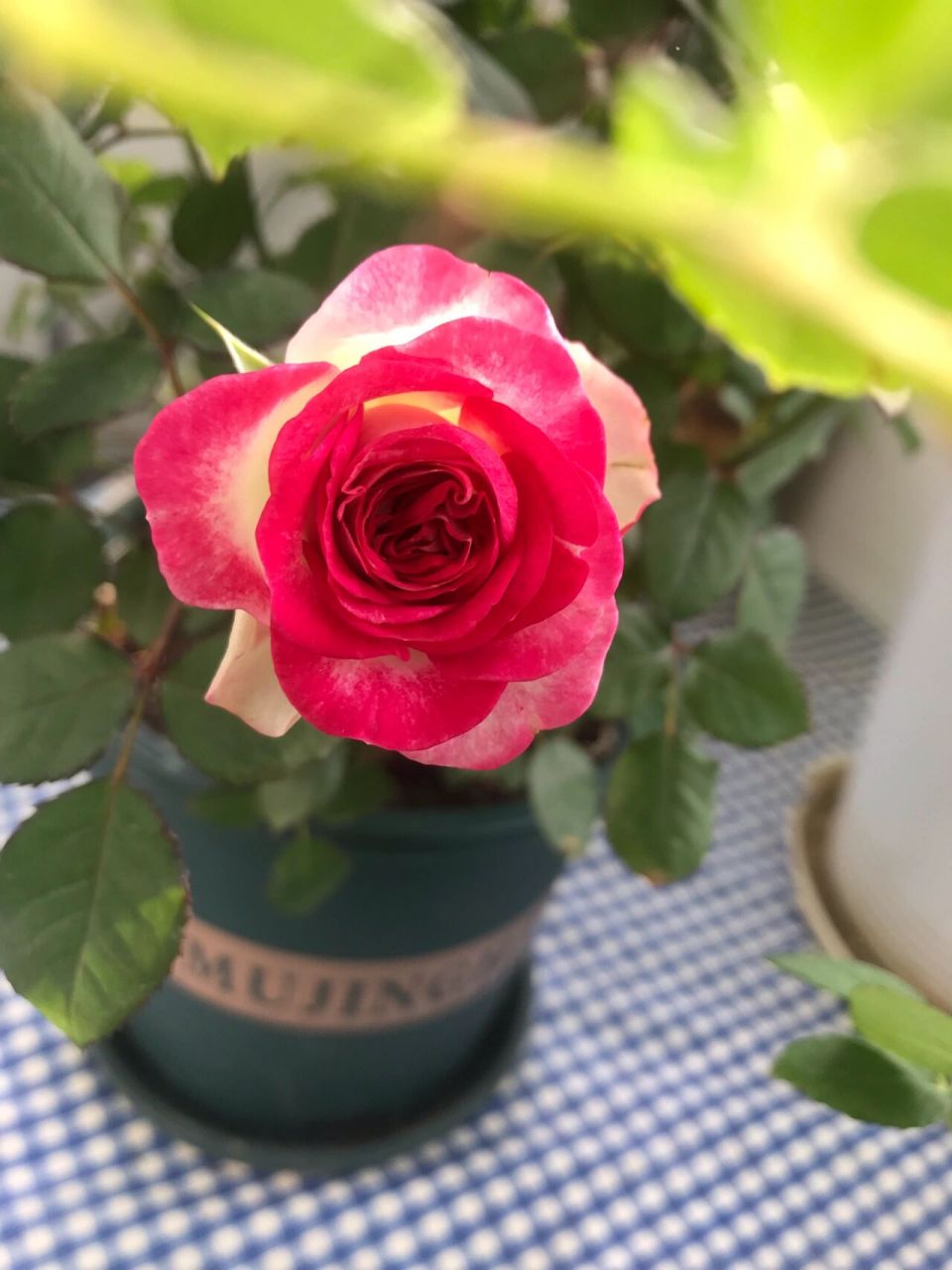 狮子座月季-美人如面,面面不同 当时同时入了莫奈和狮子座.