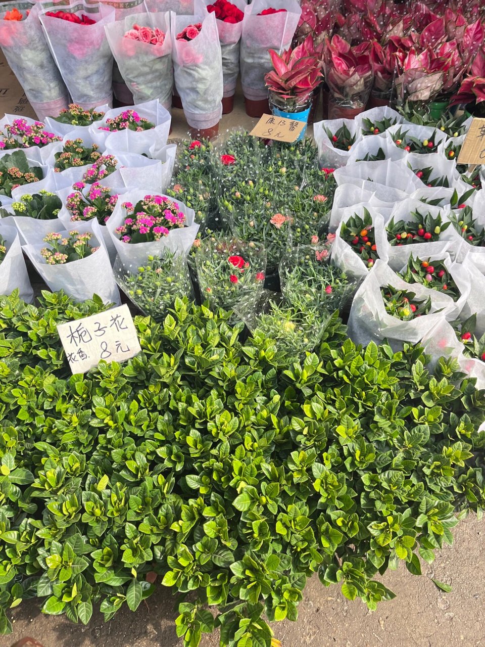 广州滘口 岭南花卉市场 便宜,植物质量好.就是自己提回去挺重.