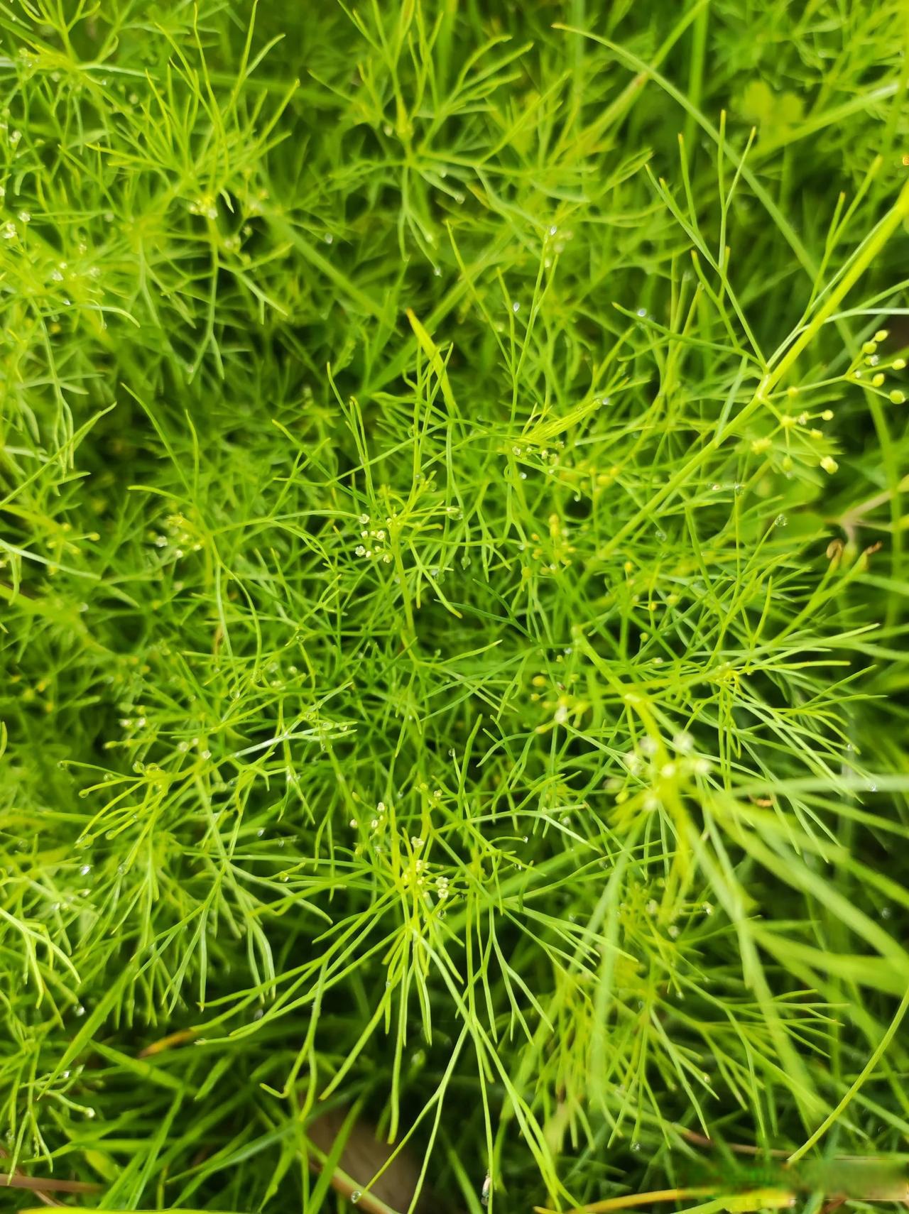 好渺小的草 看它的样子非常像茴香草 尝了一下它的叶子味道不是特别