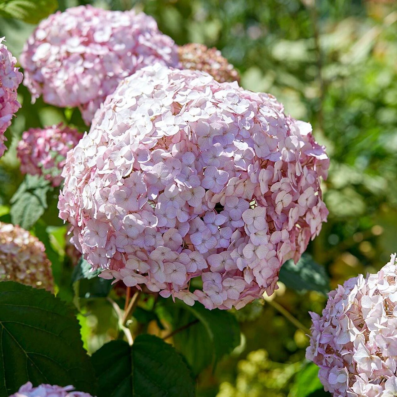 植物大赏|乔木绣球"泡泡糖" 这是一款全新的粉色乔木绣球品种,"泡泡糖
