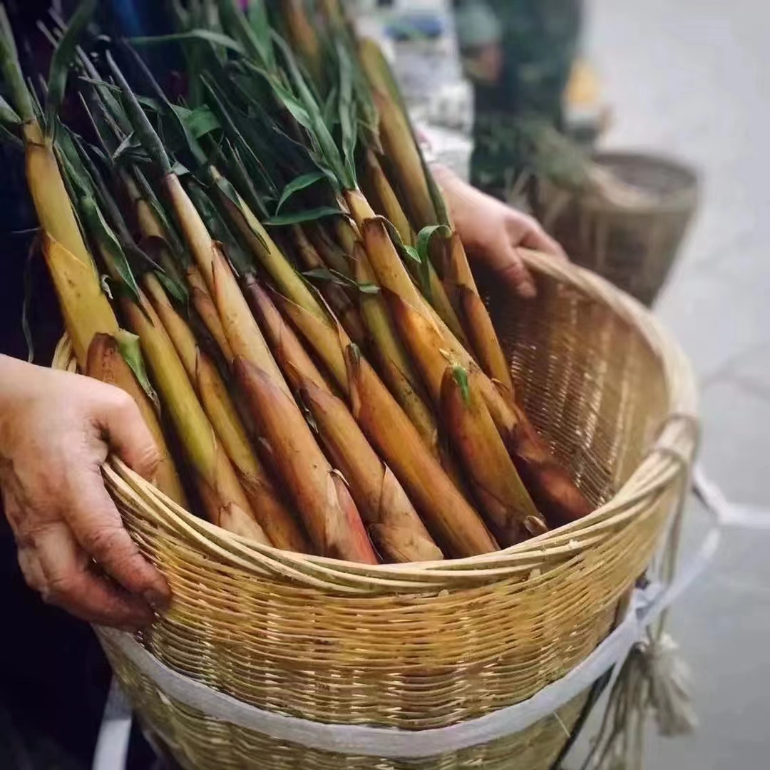 山间竹笋图片