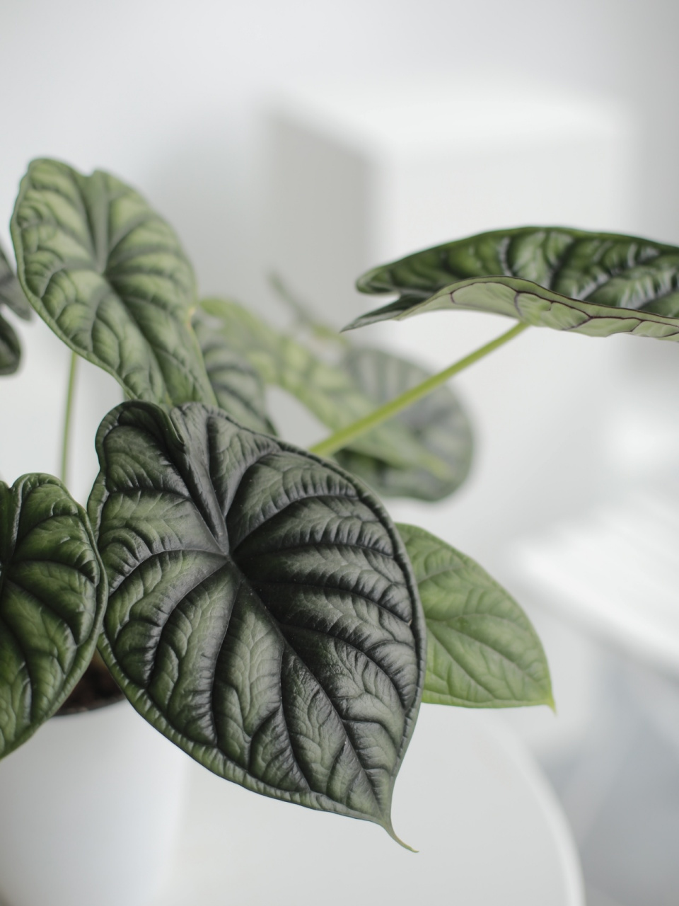 龙鳞海芋|高颜值ins网红绿植(附养护方法) 今日分享的是近两年风很大