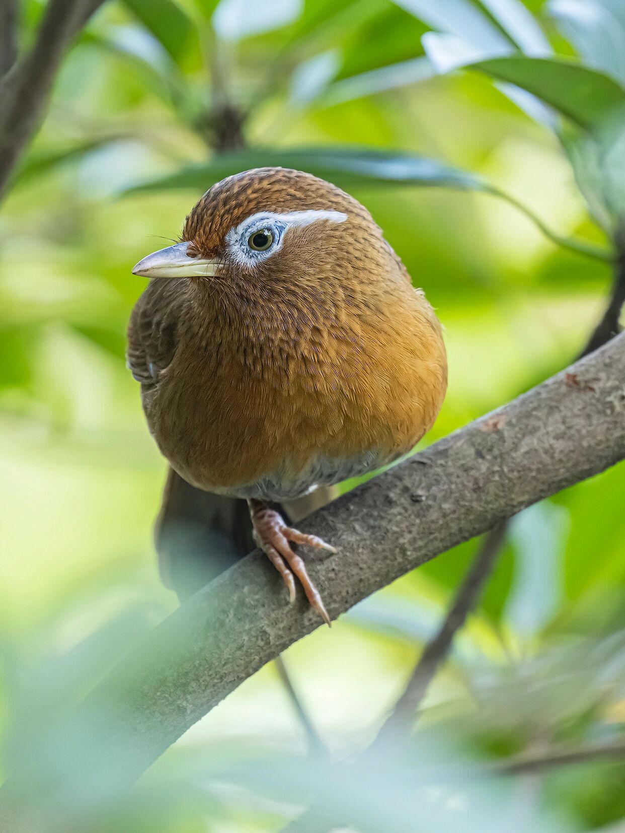 爱独脚的画眉鸟