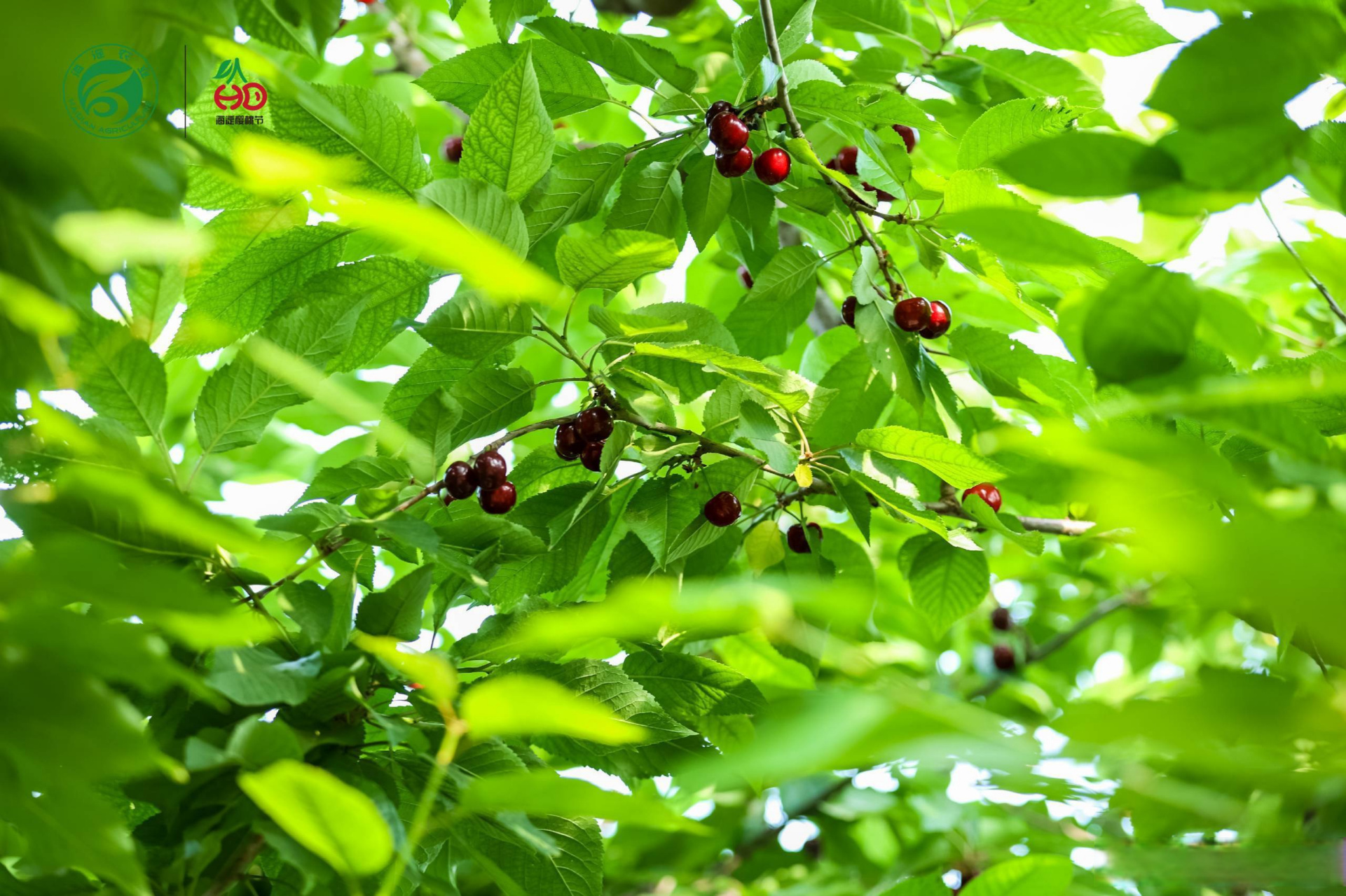 5月26日,首届北京市樱桃文化节暨海淀区第二十三届樱桃文化节启动.