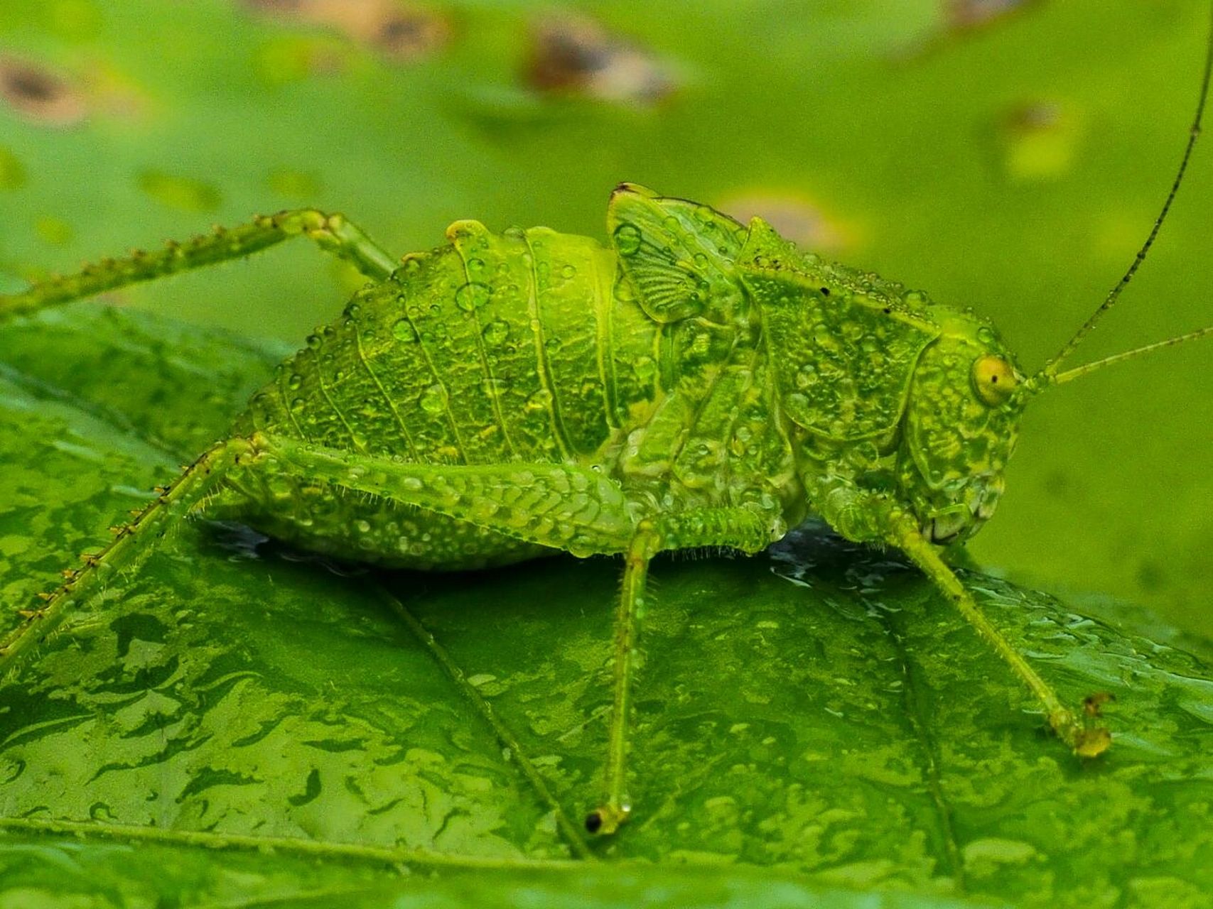 夏日昆虫|蝈蝈 第一次见到蝈蝈是在个雨后的清晨,蝈蝈又叫螽斯,许多人