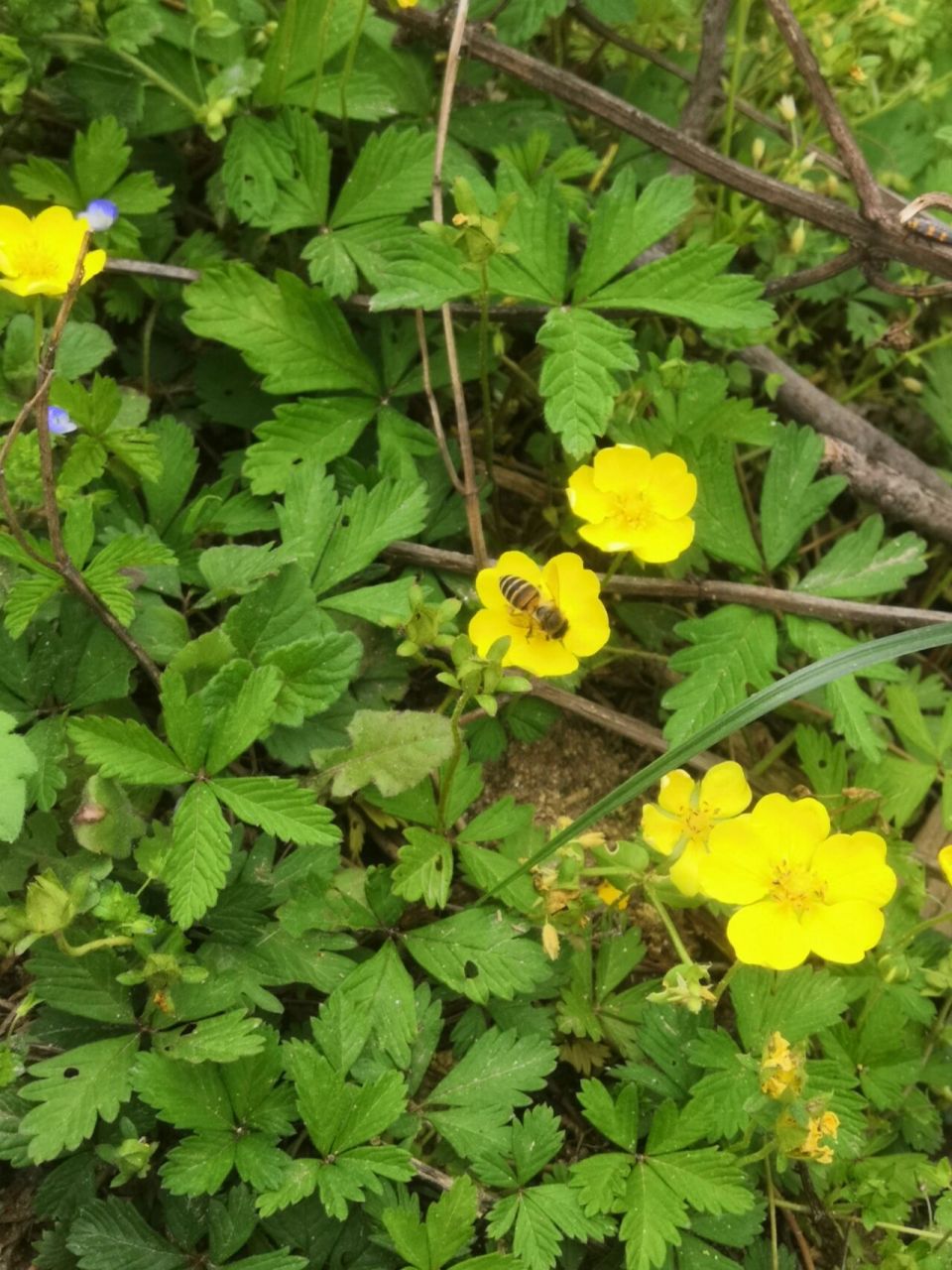 识百花(十三)绢毛匍匐委陵菜 别名:五爪龙 生长:山坡,草地,路旁 药用