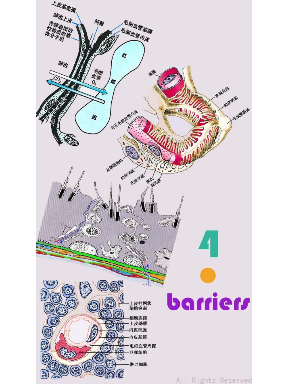 常见4种屏障一图全 图血尿屏障(图源:组胚)图血胸腺屏障(图源:组胚)图